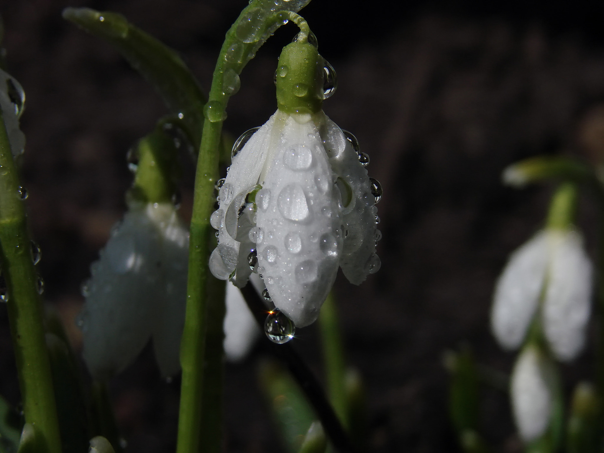 Sony DSC-H5 sample photo. After the fog photography