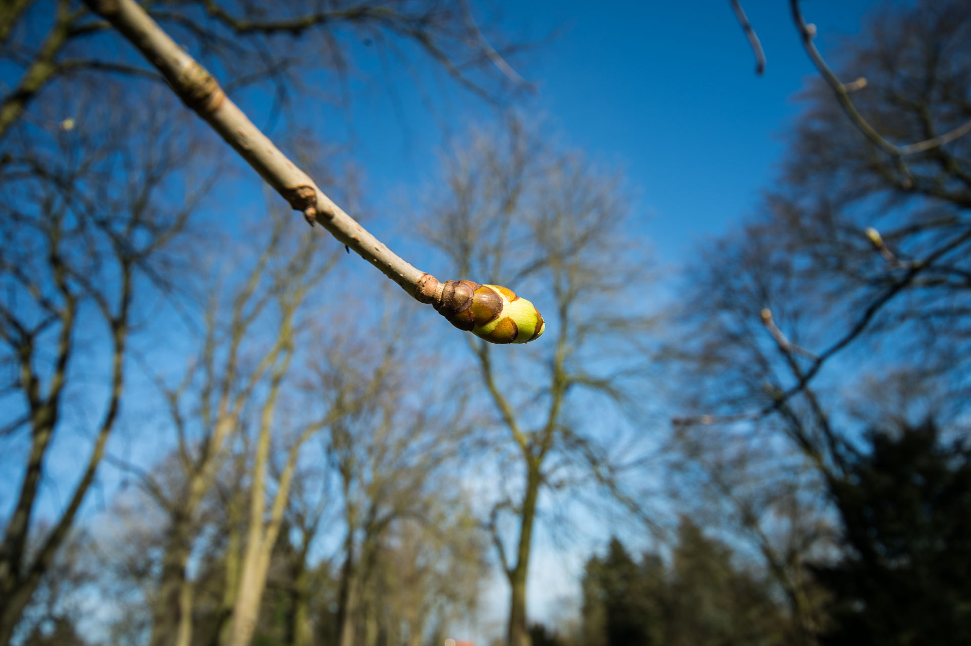 Sigma 12-24mm F4.5-5.6 EX DG Aspherical HSM sample photo. Coesfeld 3 photography