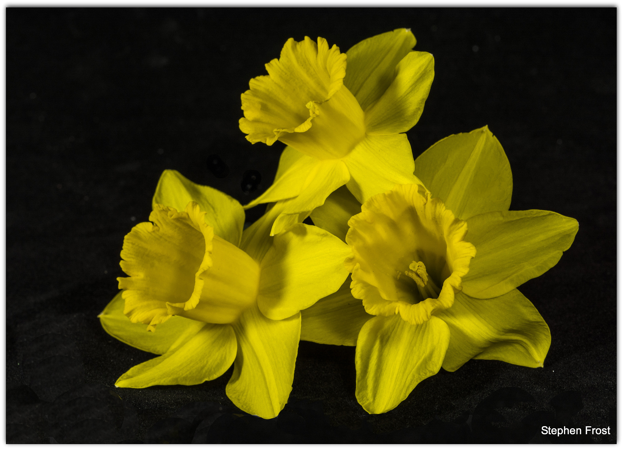 Sigma 105mm F2.8 EX DG OS HSM sample photo. A collection of daffodils photography