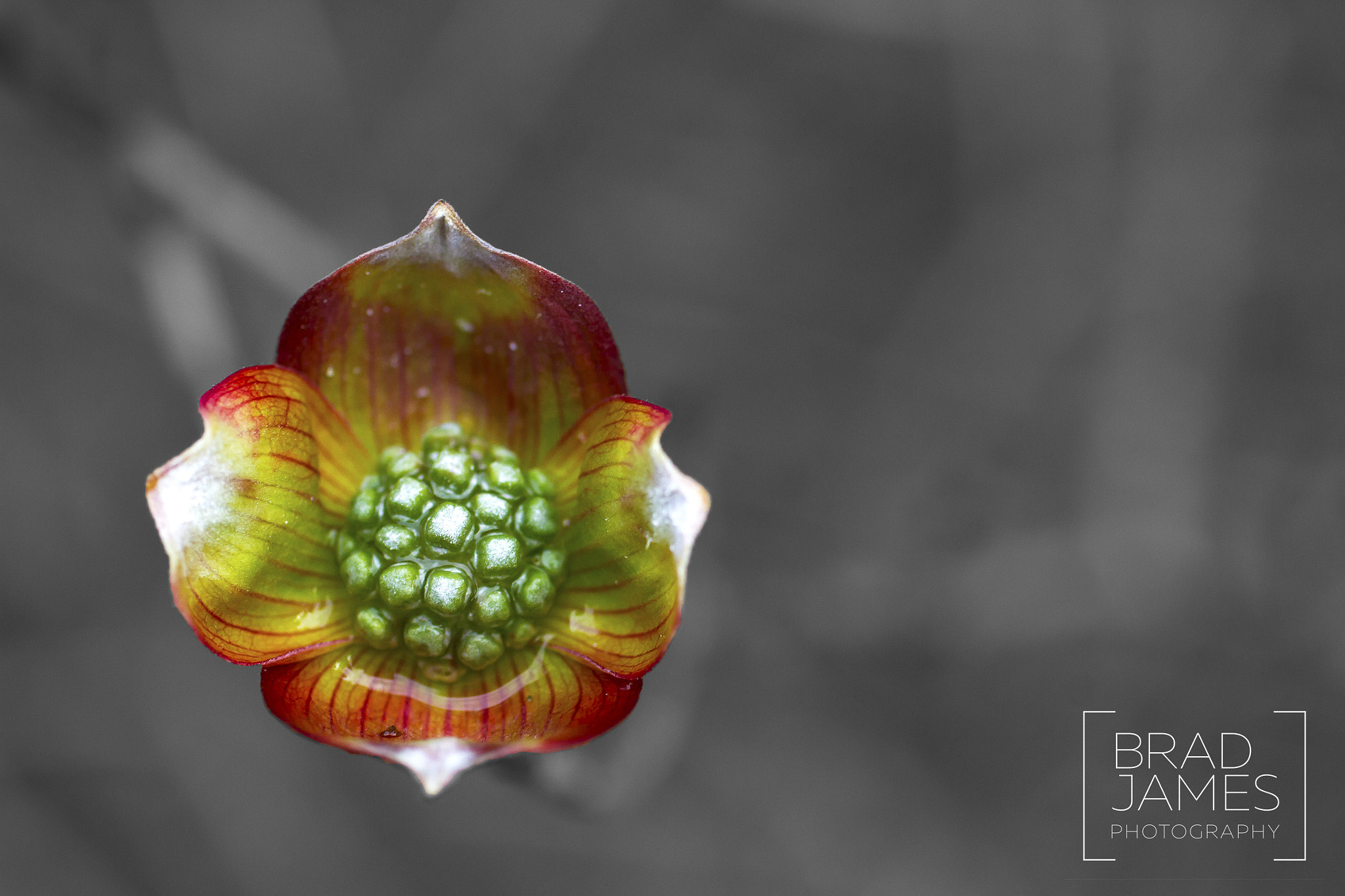 Canon EF 50mm F2.5 Macro sample photo. Lone bud photography