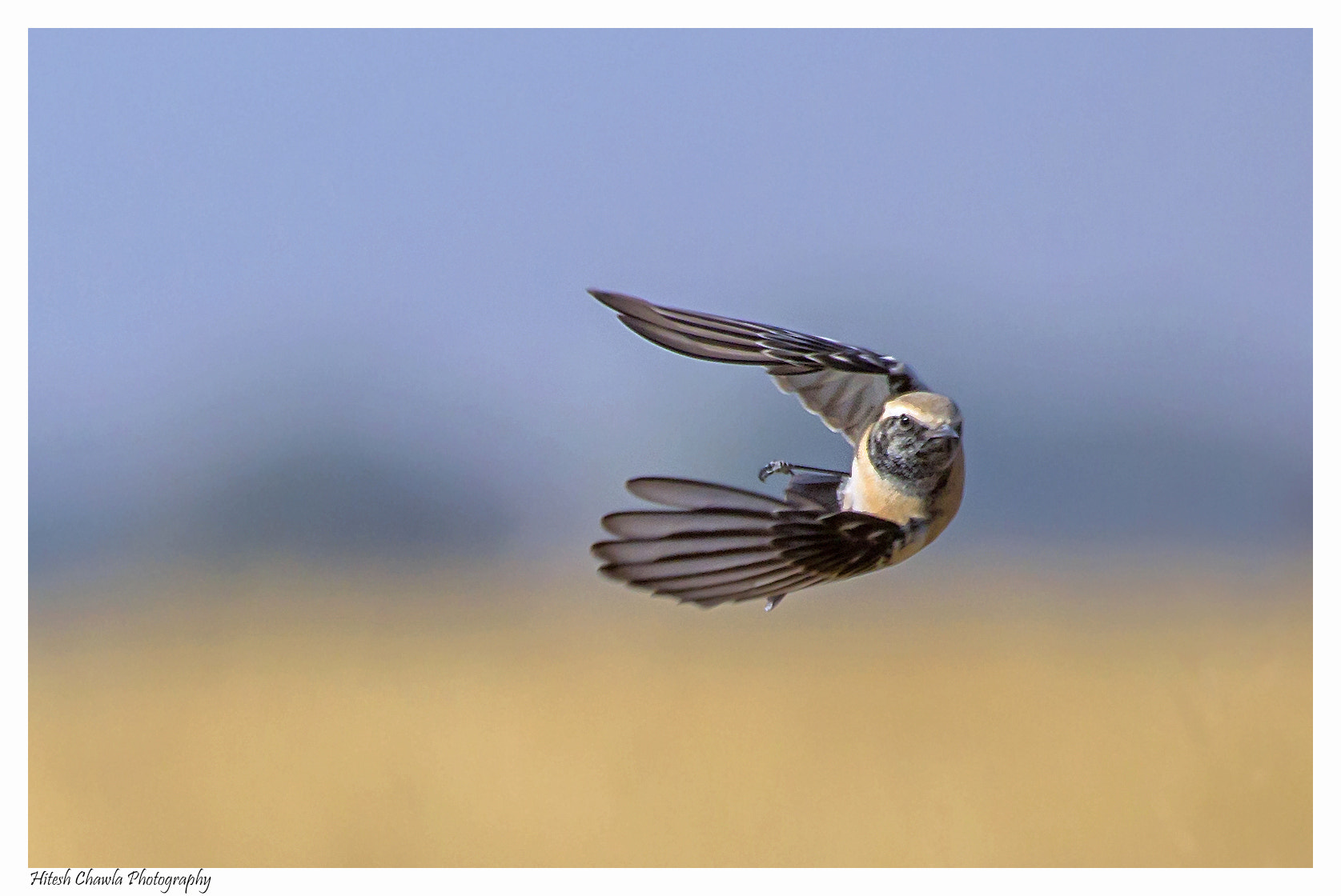 Canon EF 100-400mm F4.5-5.6L IS USM sample photo. Head on... desert wheatear photography