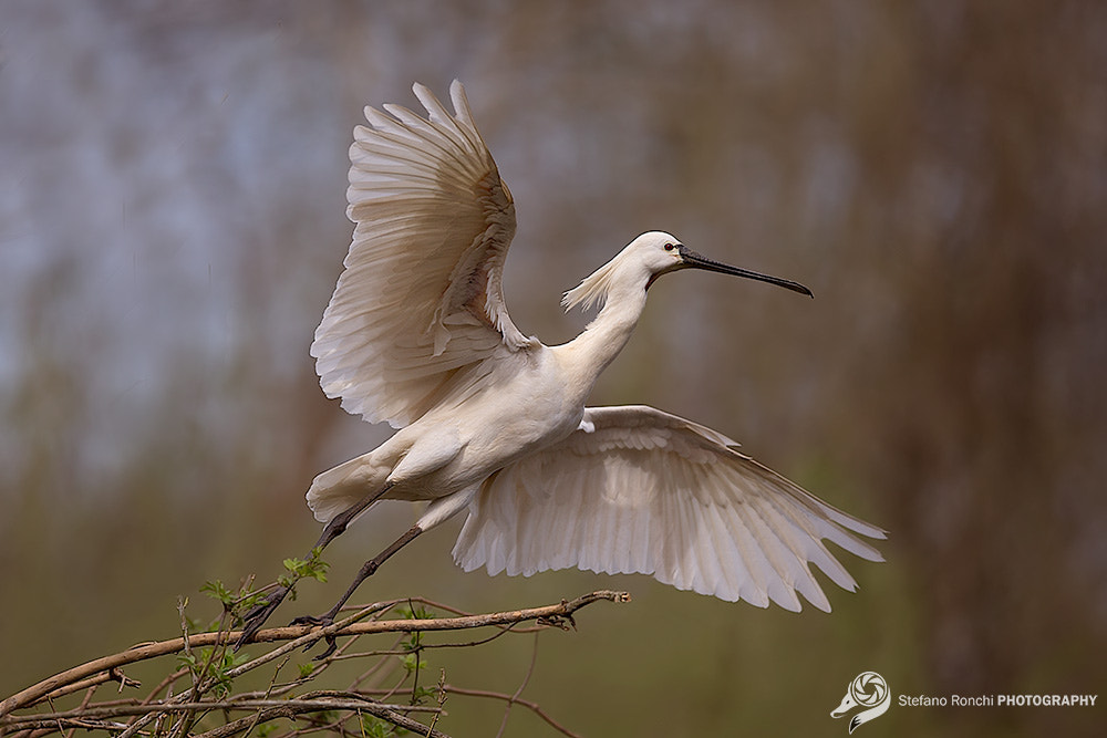 Canon EF 300mm F2.8L IS USM sample photo. Fly photography
