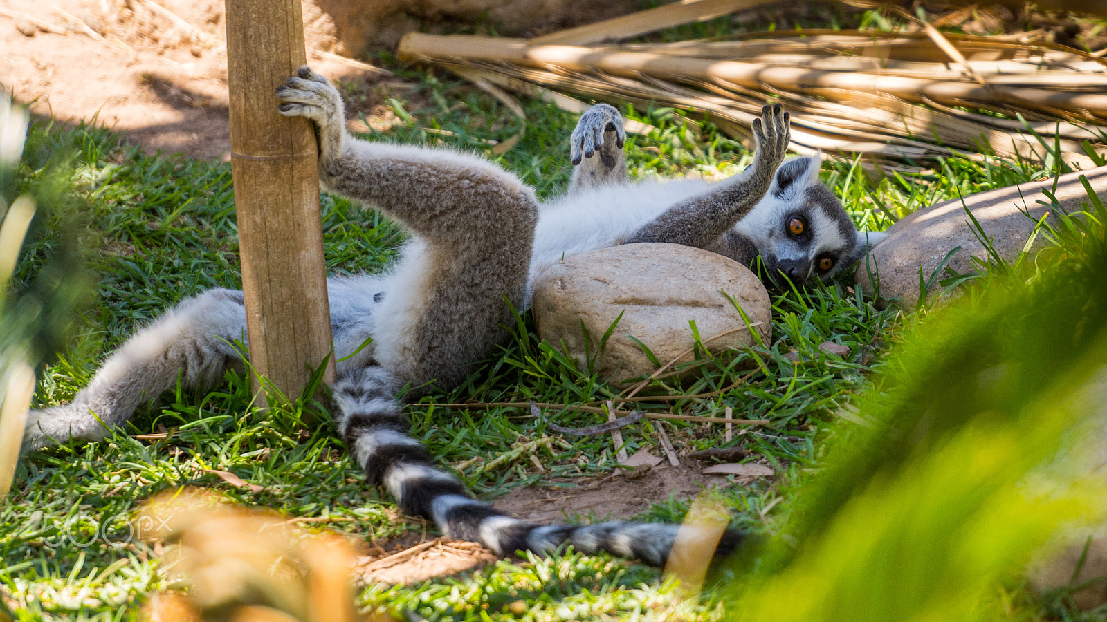 Nikon AF-S Nikkor 70-200mm F2.8G ED VR II sample photo. Lemur photography