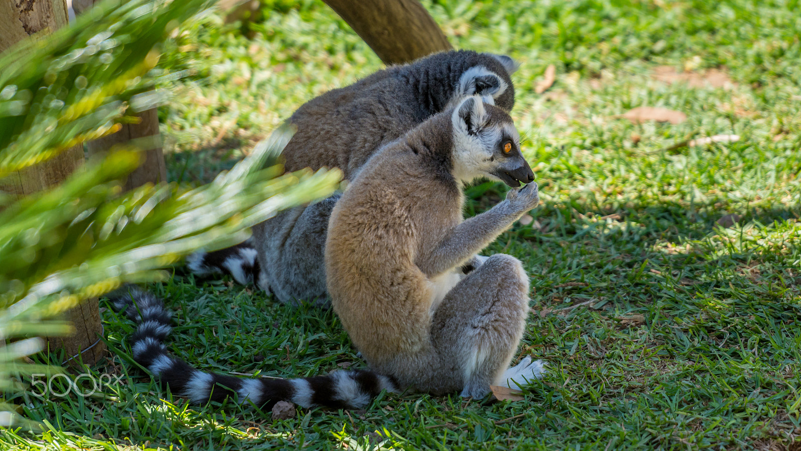 Nikon AF-S Nikkor 70-200mm F2.8G ED VR II sample photo. Lemur photography