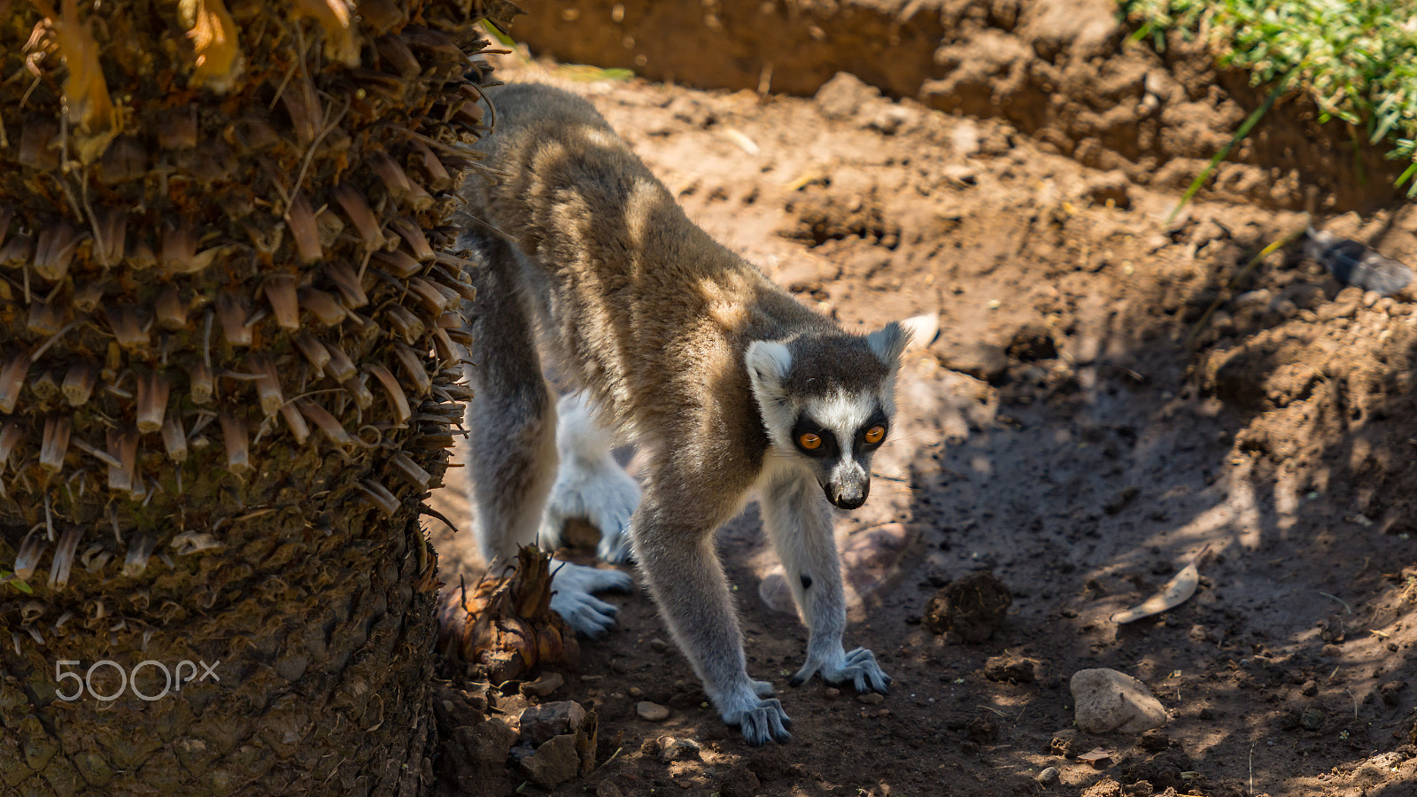Nikon AF-S Nikkor 70-200mm F2.8G ED VR II sample photo. Lemur photography