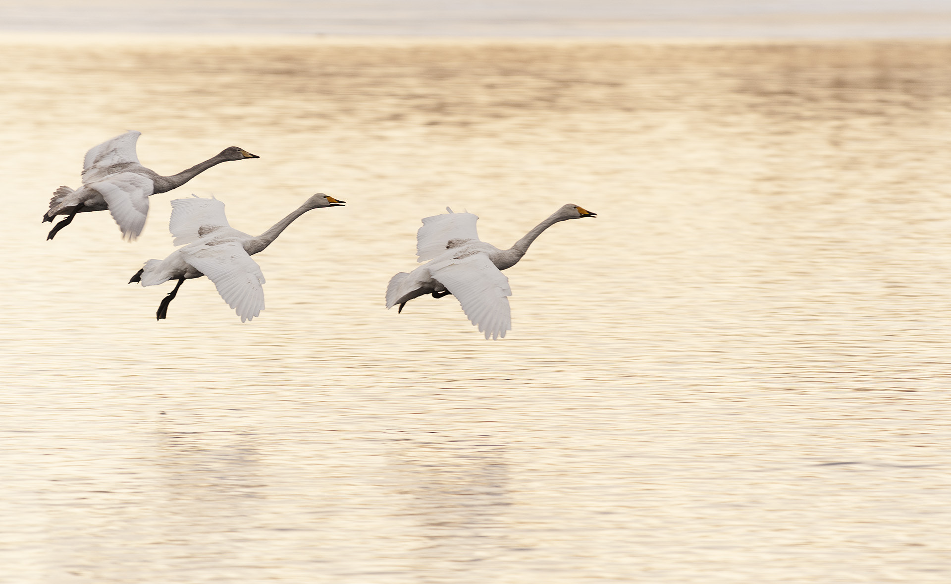 Nikon D700 sample photo. Threesome photography