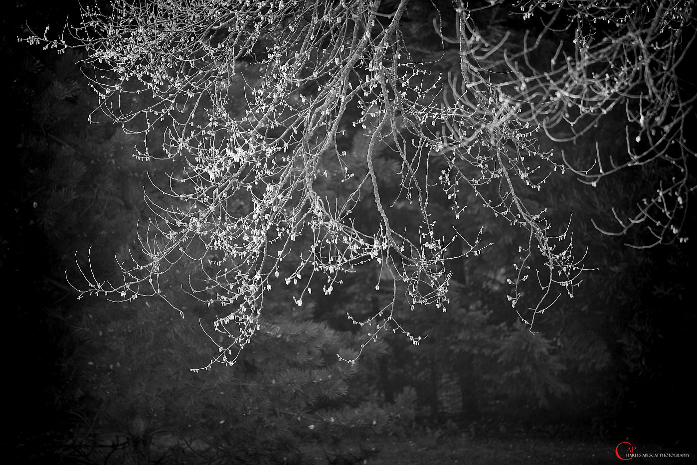 Pentax K-1 sample photo. Spring black & white photography