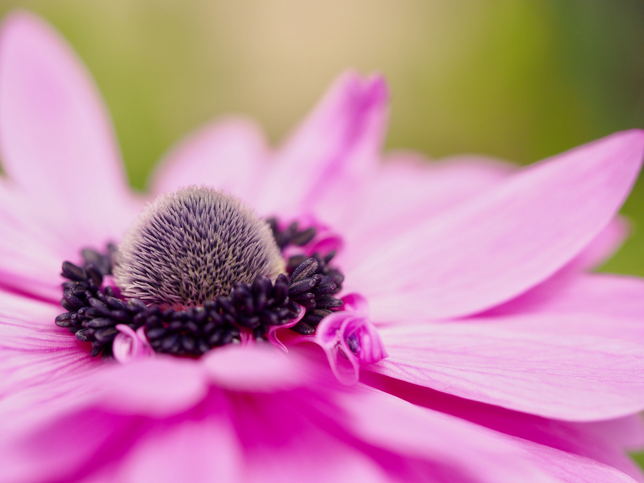 Olympus M.Zuiko Digital ED 60mm F2.8 Macro sample photo. Anemone photography