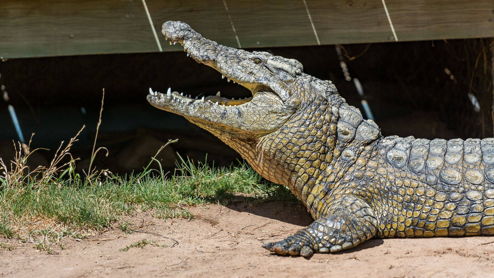 Nikon D7200 sample photo. Crocodiles photography