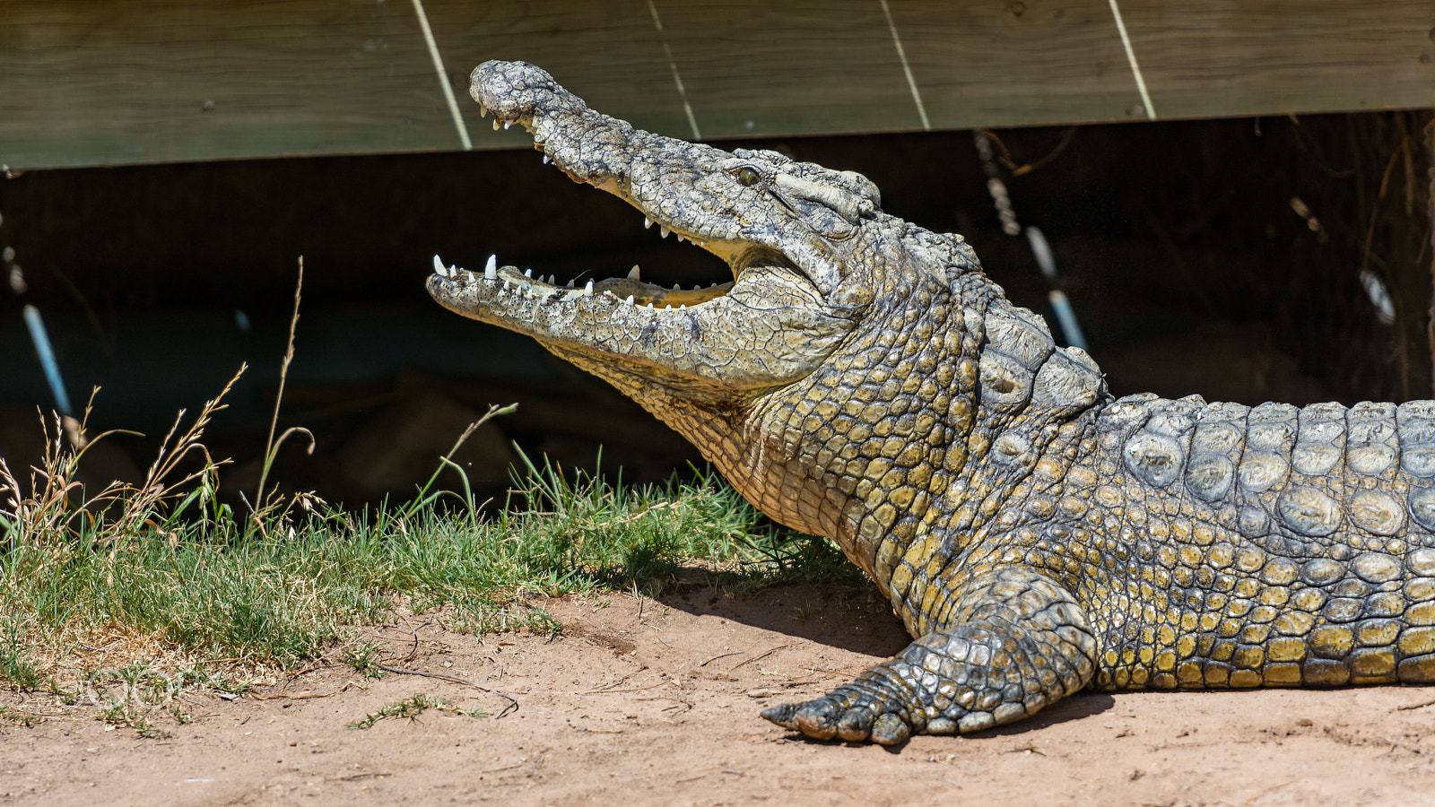 Nikon AF-S Nikkor 70-200mm F2.8G ED VR II sample photo. Crocodiles photography