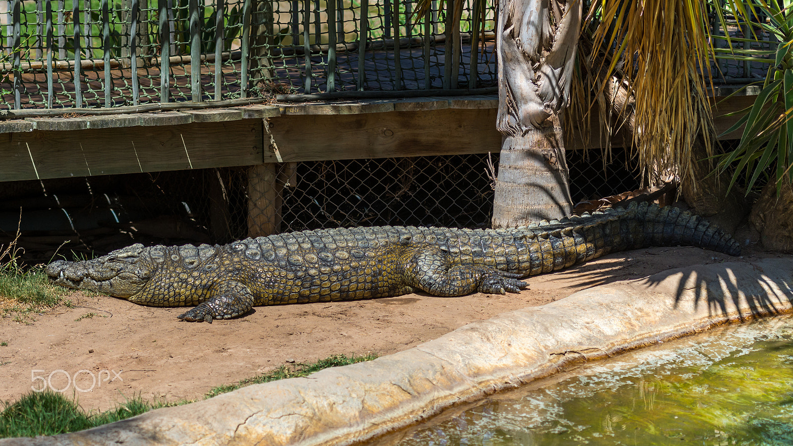 Nikon AF-S Nikkor 70-200mm F2.8G ED VR II sample photo. Crocodiles photography