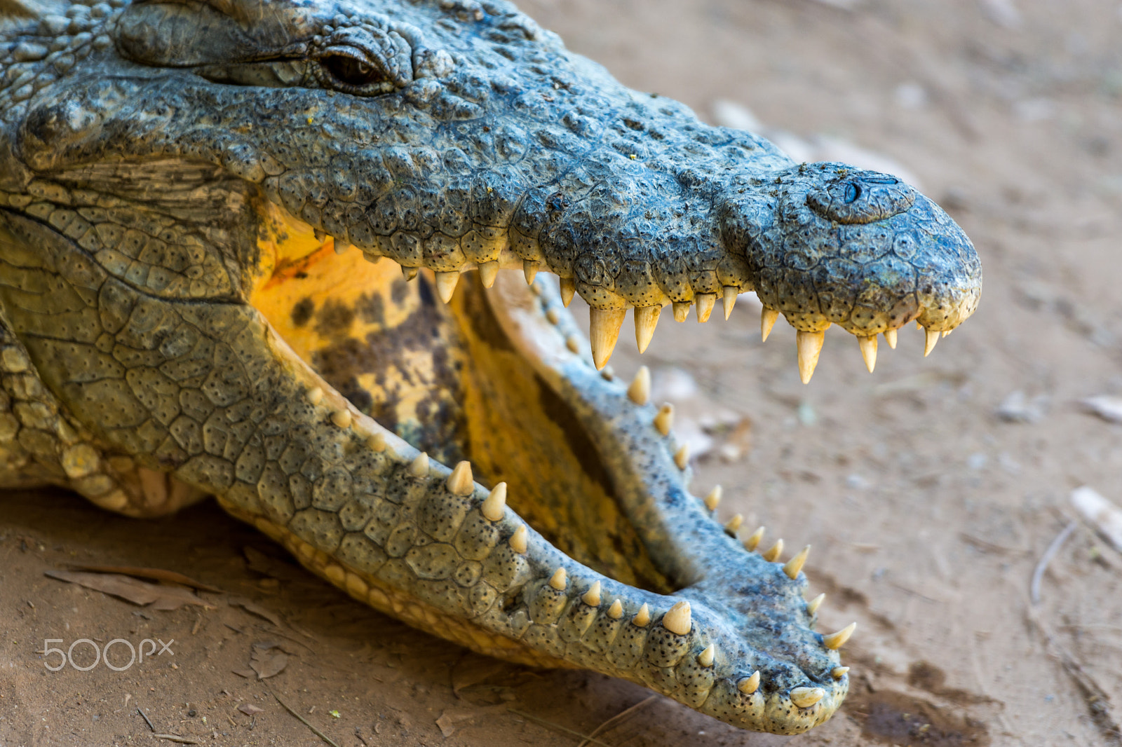 Nikon AF-S Nikkor 70-200mm F2.8G ED VR II sample photo. Crocodiles photography