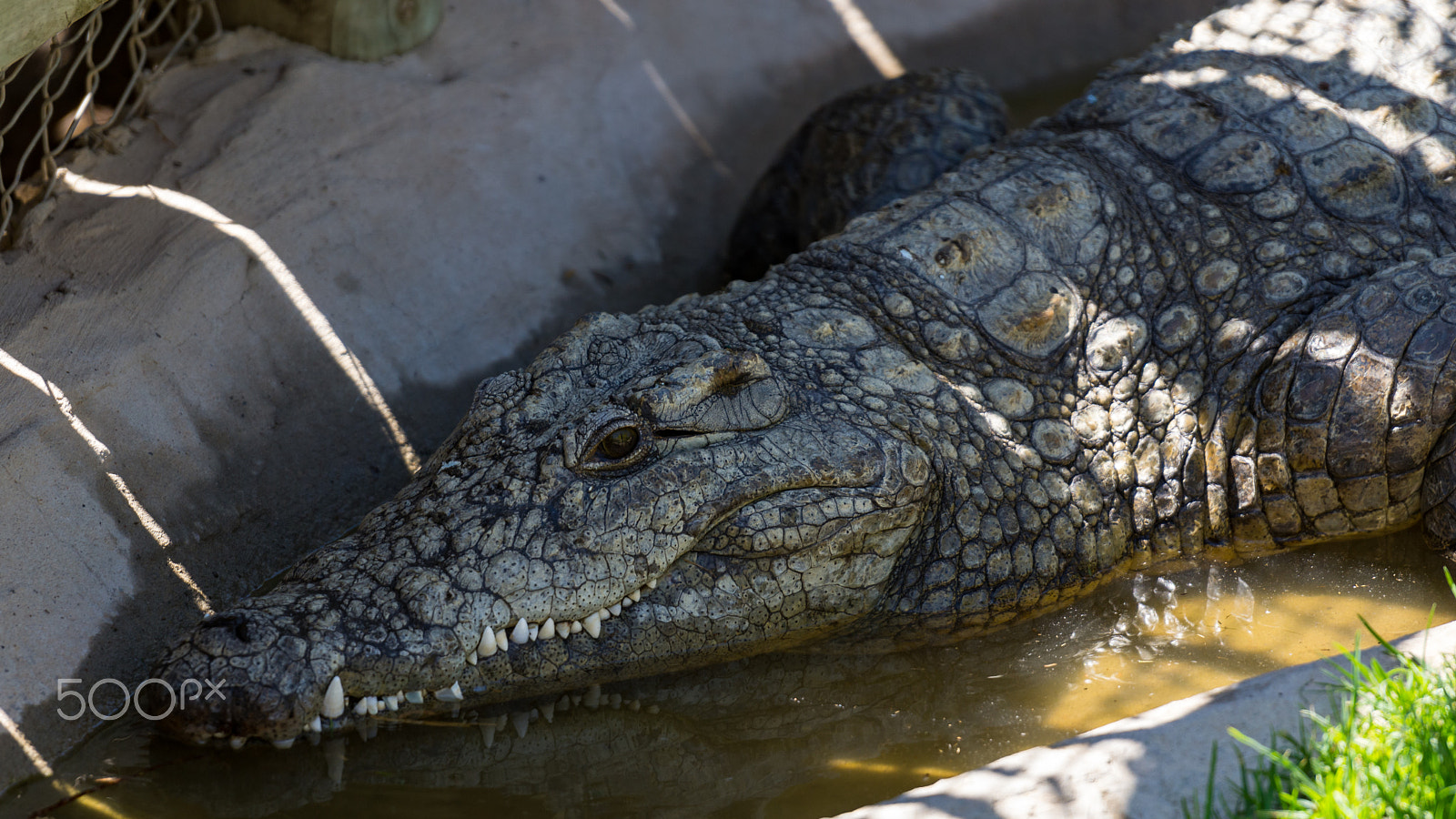 Nikon AF-S Nikkor 70-200mm F2.8G ED VR II sample photo. Crocodiles photography