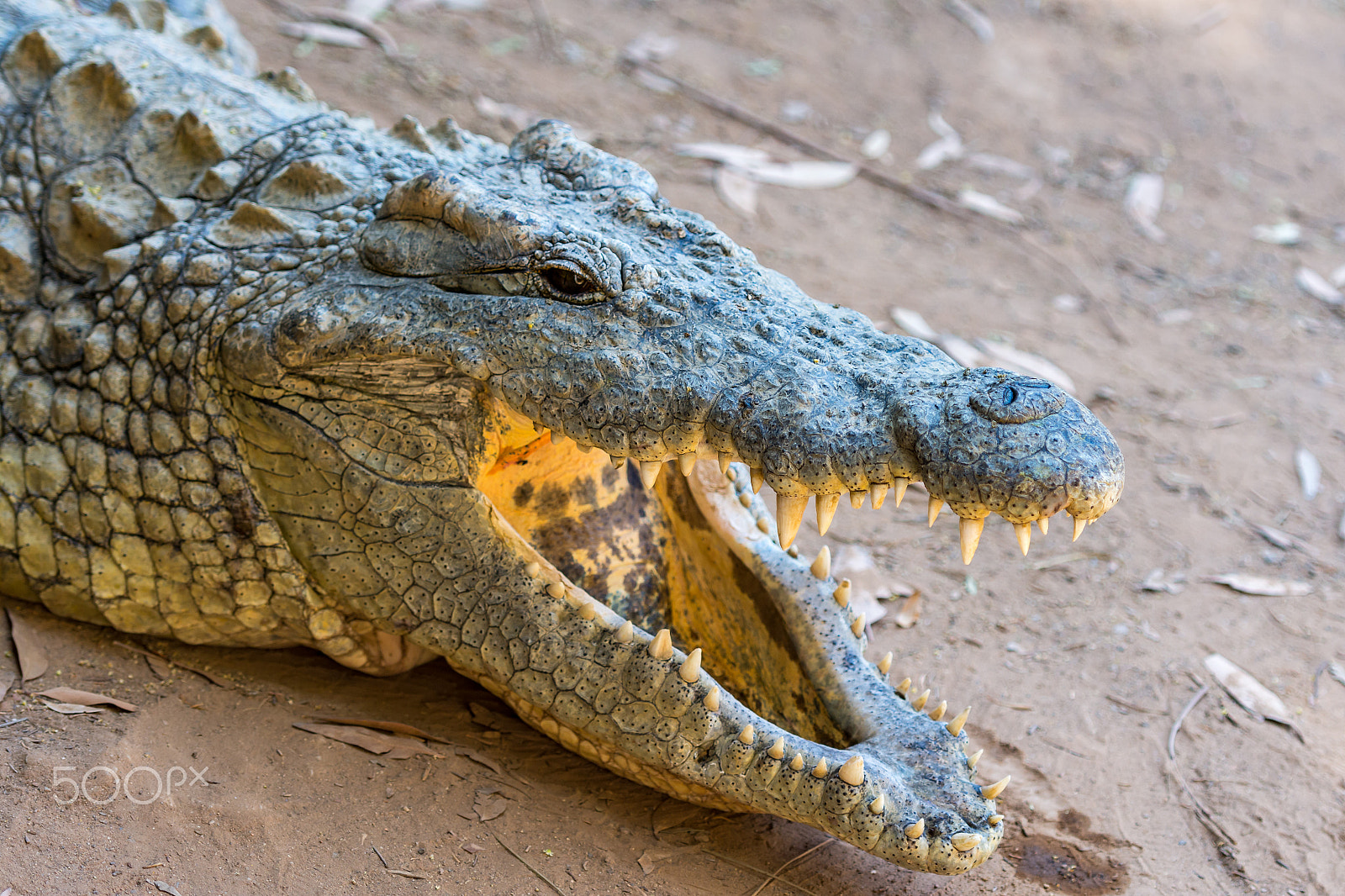 Nikon AF-S Nikkor 70-200mm F2.8G ED VR II sample photo. Crocodiles photography