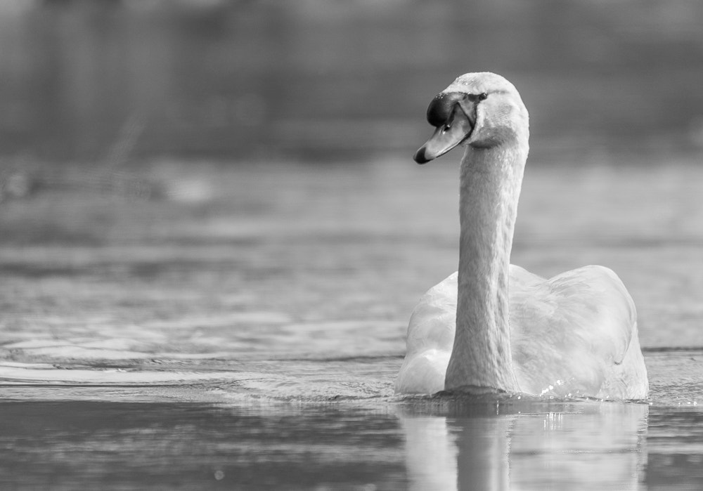 Nikon D7200 + Sigma 150-600mm F5-6.3 DG OS HSM | C sample photo. Swan photography