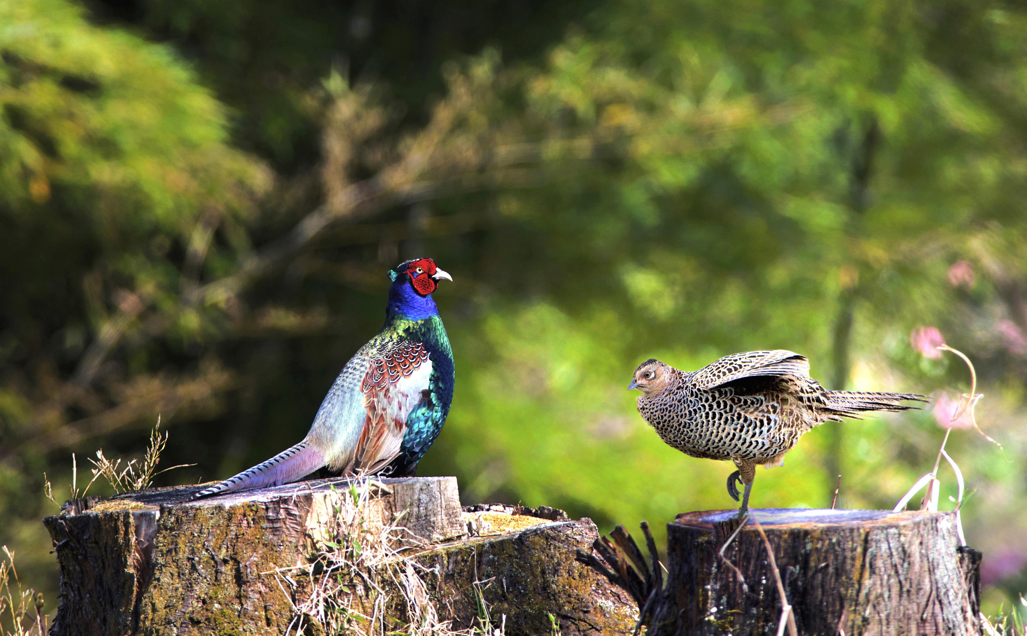 Nikon D800 sample photo. Phasianus versicolor photography