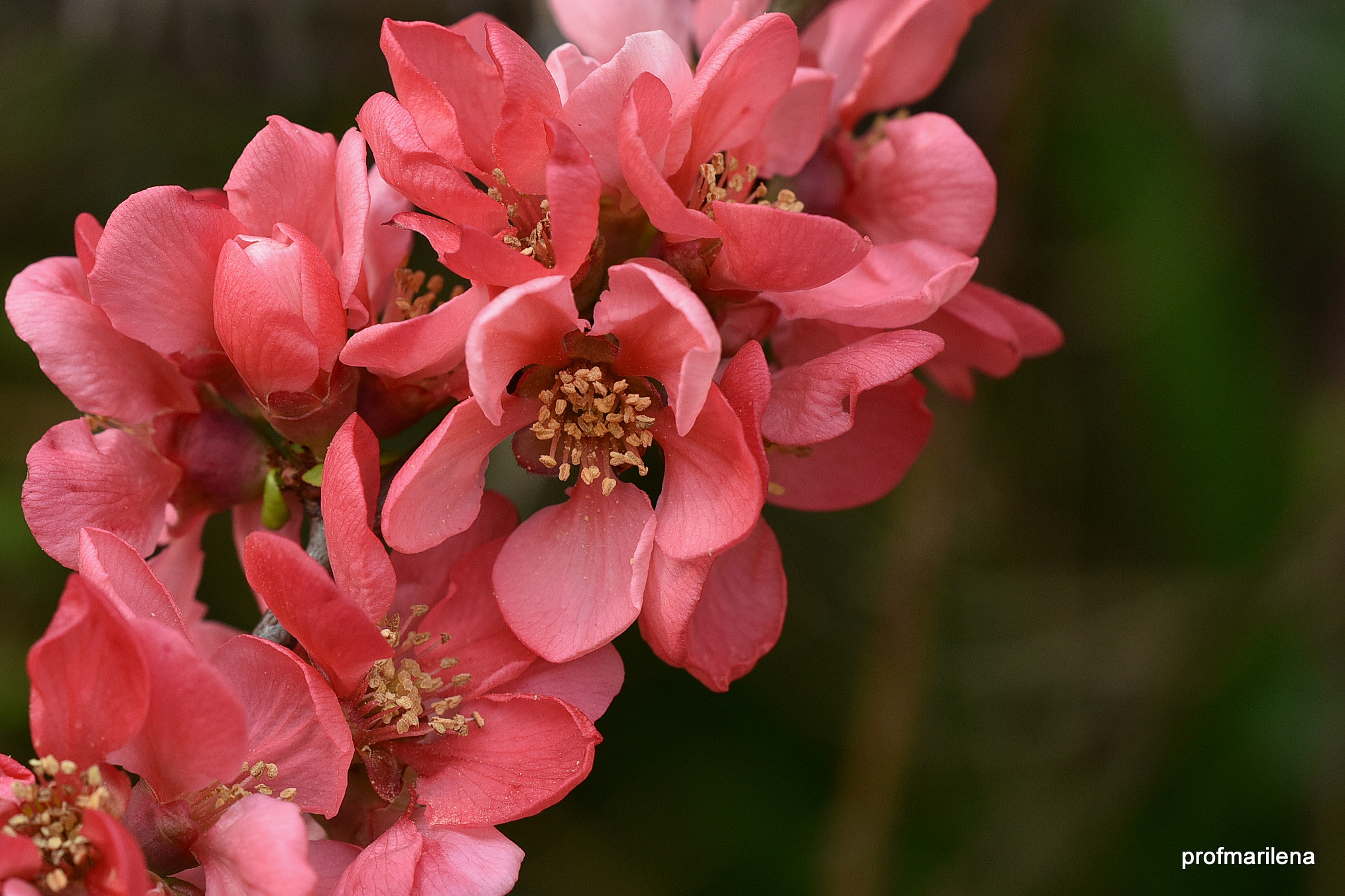 Sigma 150mm F2.8 EX DG OS Macro HSM sample photo. A bee point of view photography