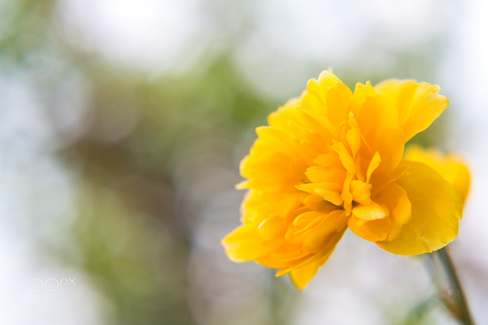 Samsung NX 50-200mm F4-5.6 ED OIS sample photo. Little yellow rose photography