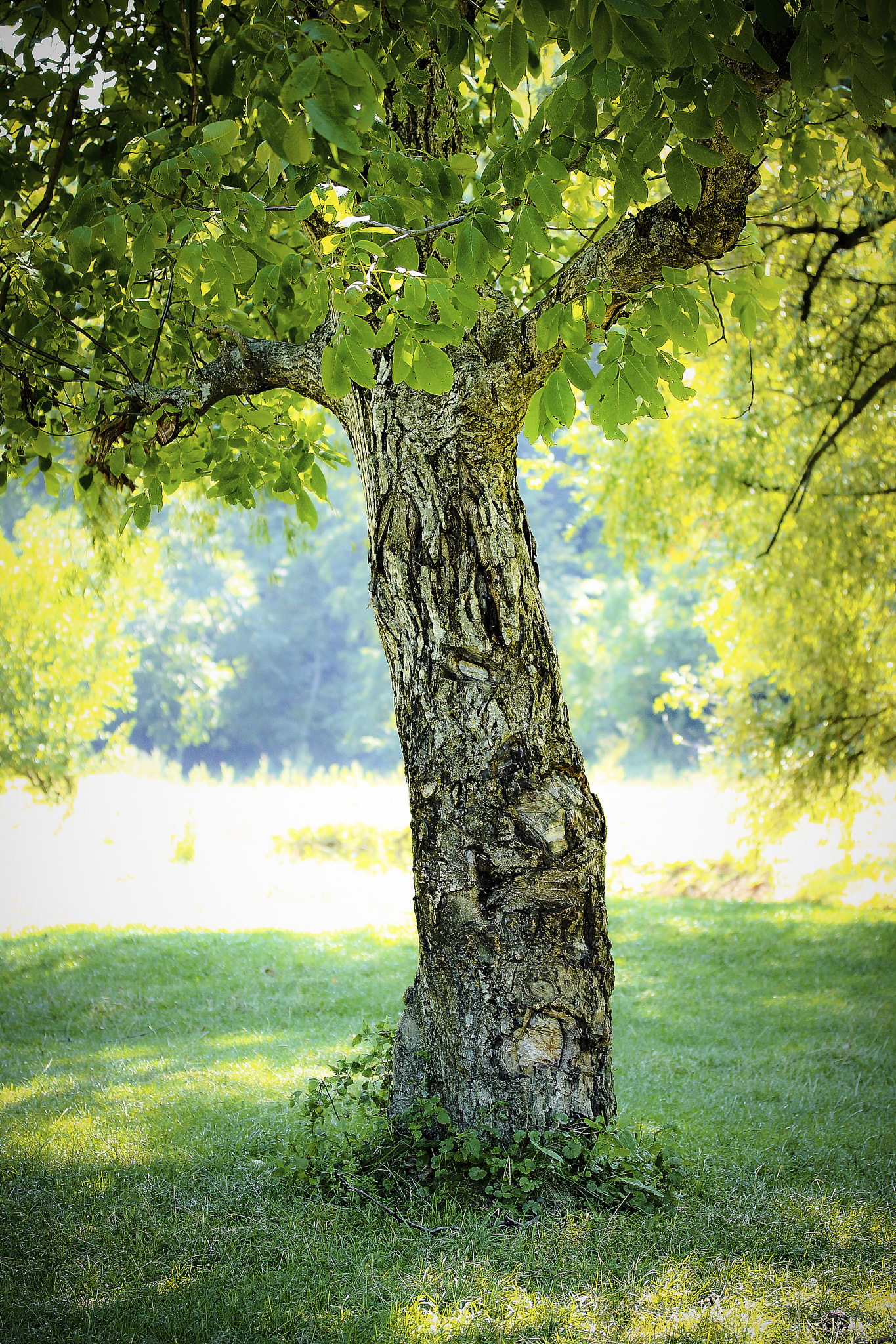 Canon EF-S 60mm F2.8 Macro USM sample photo. Single tree photography