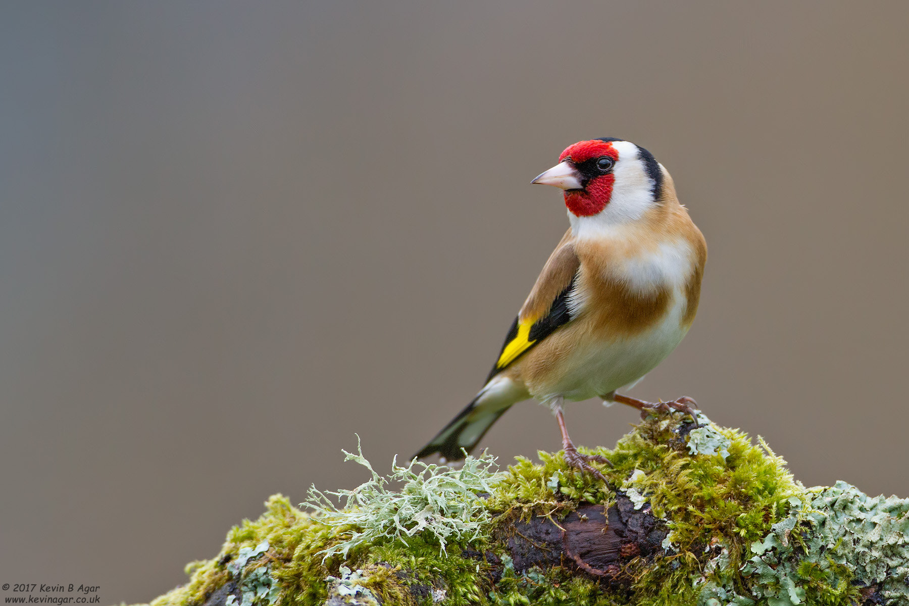 Canon EF 500mm F4L IS USM sample photo. Goldfinch, carduelis carduelis photography