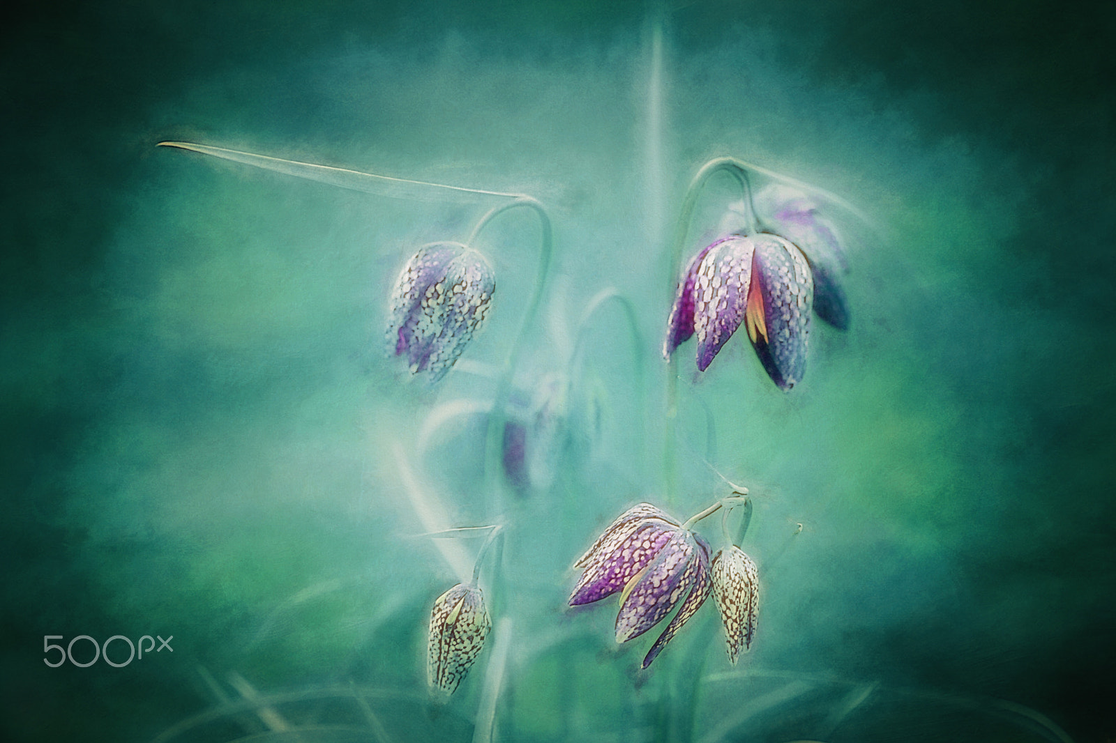 Canon EF 100mm F2.8 Macro USM sample photo. Fairy lanterns photography