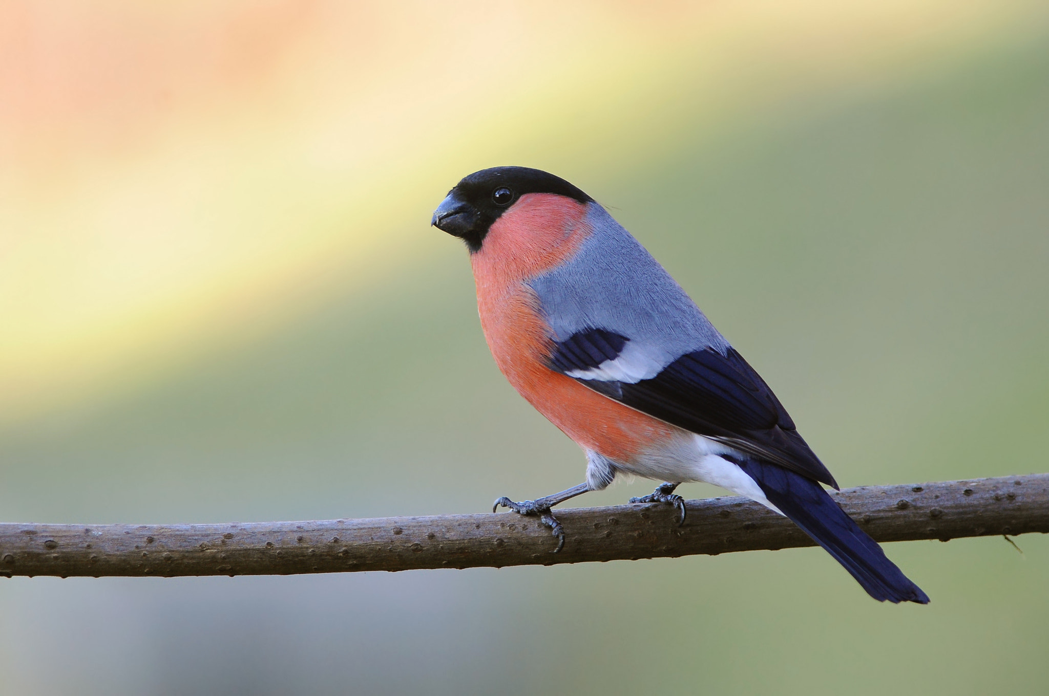 Nikon D90 sample photo. Eurasian bullfinch (pyrrhula pyrrhula) photography