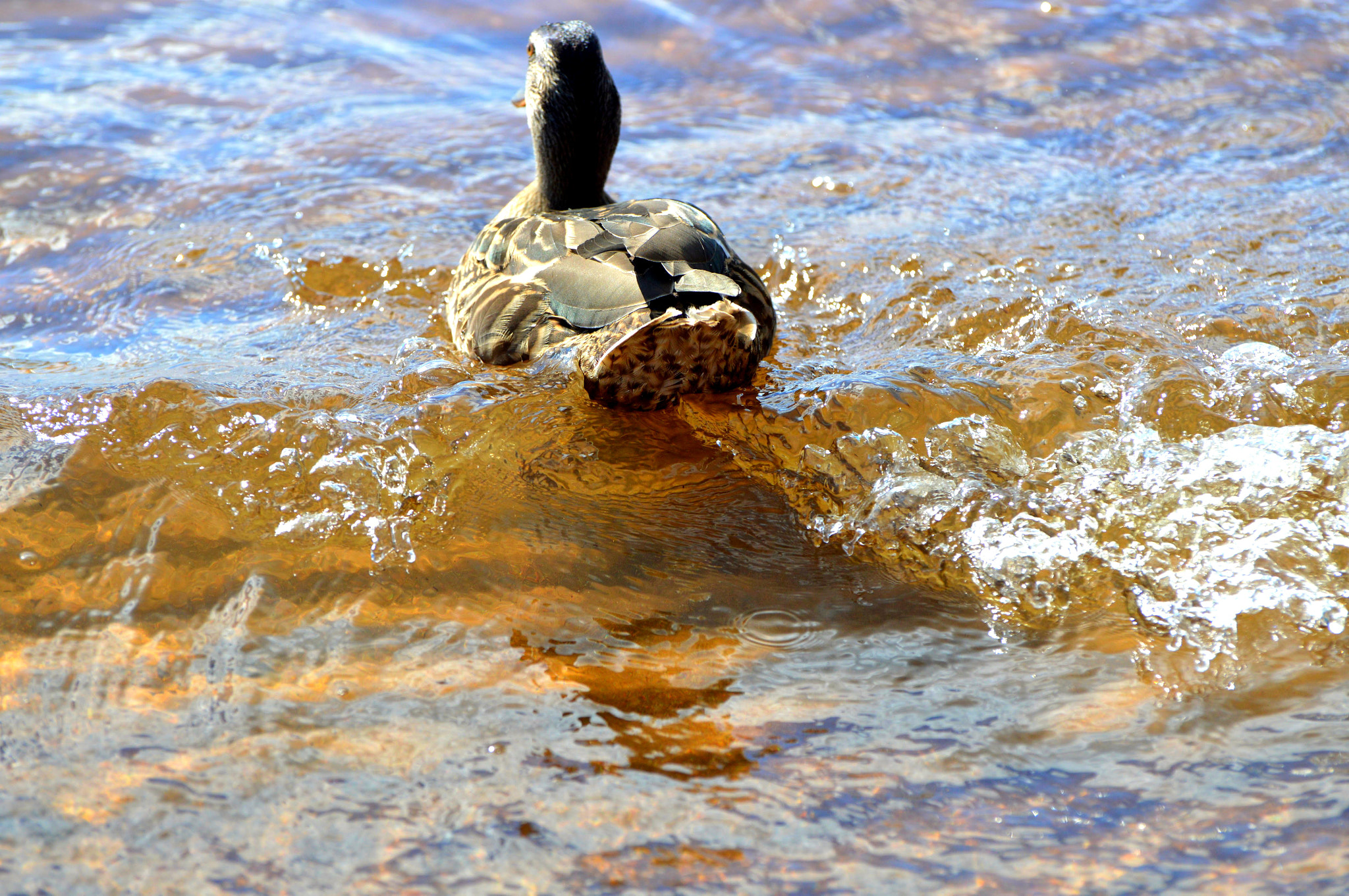Nikon D3200 sample photo. A bird photography
