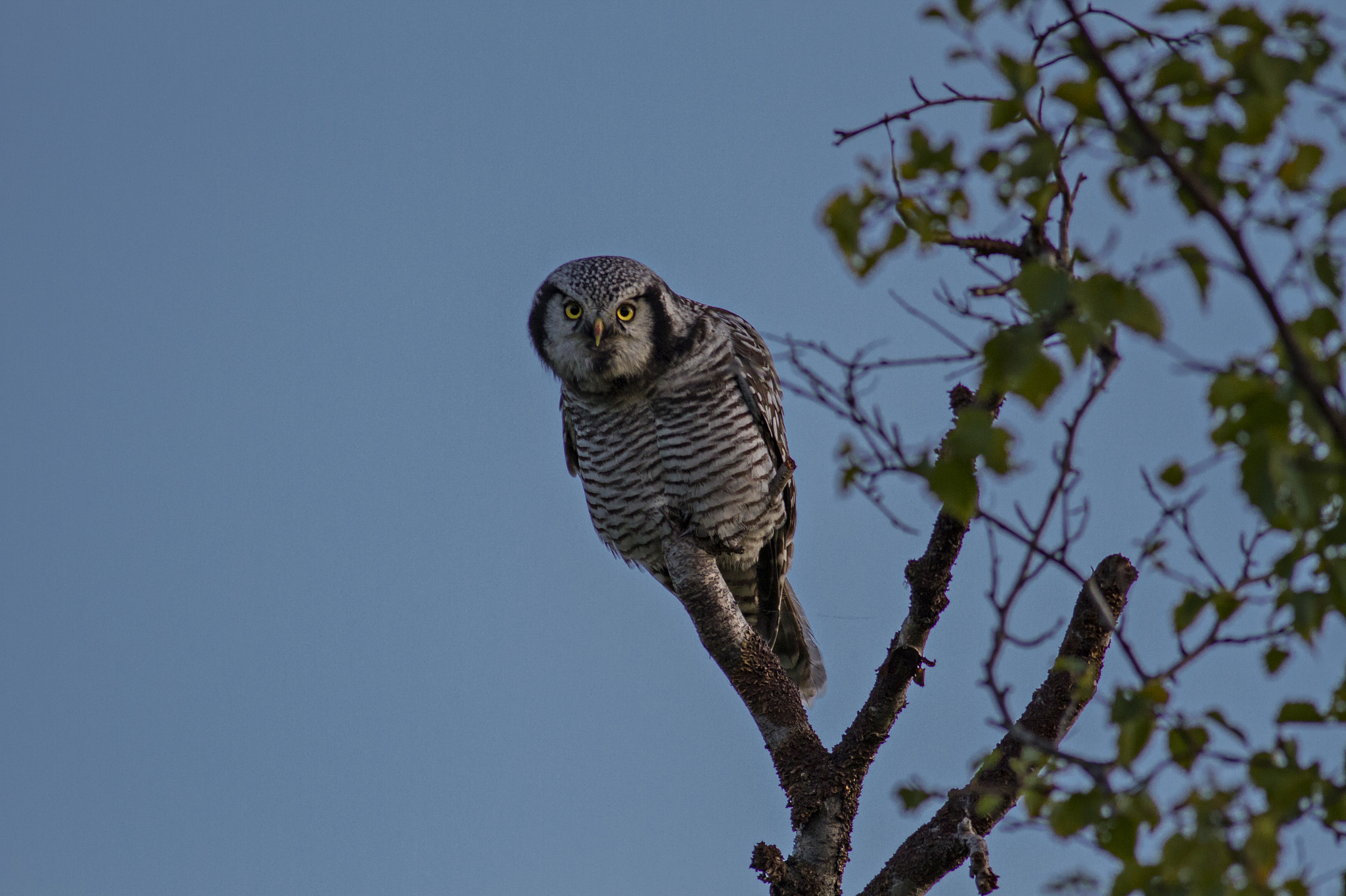 Canon EOS 7D + Canon EF 400mm F5.6L USM sample photo. Who are you? photography