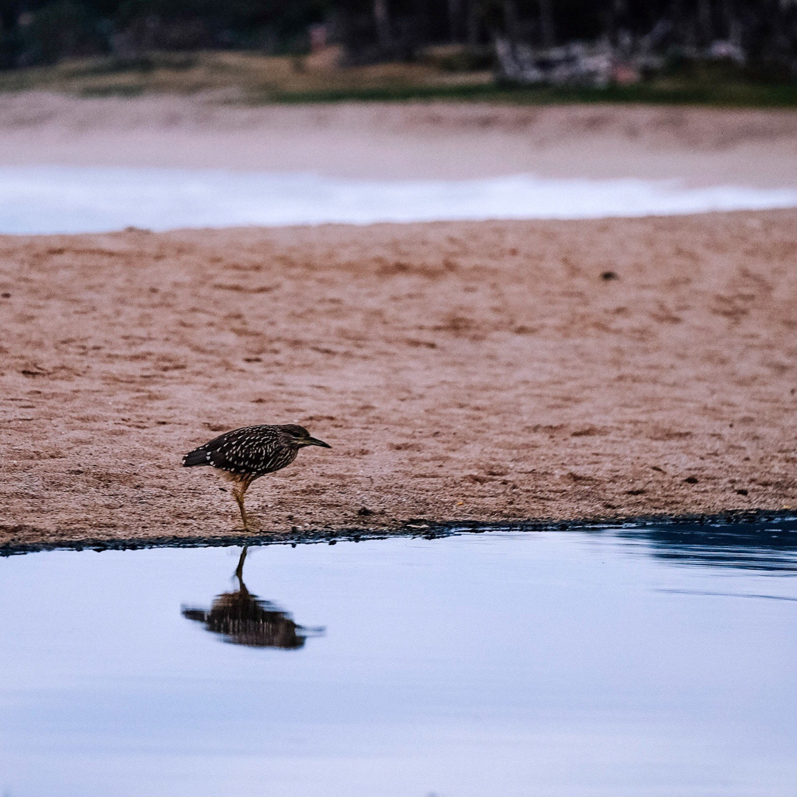 Fujifilm X-T10 + Fujifilm XF 50-140mm F2.8 R LM OIS WR sample photo. The morning bird photography