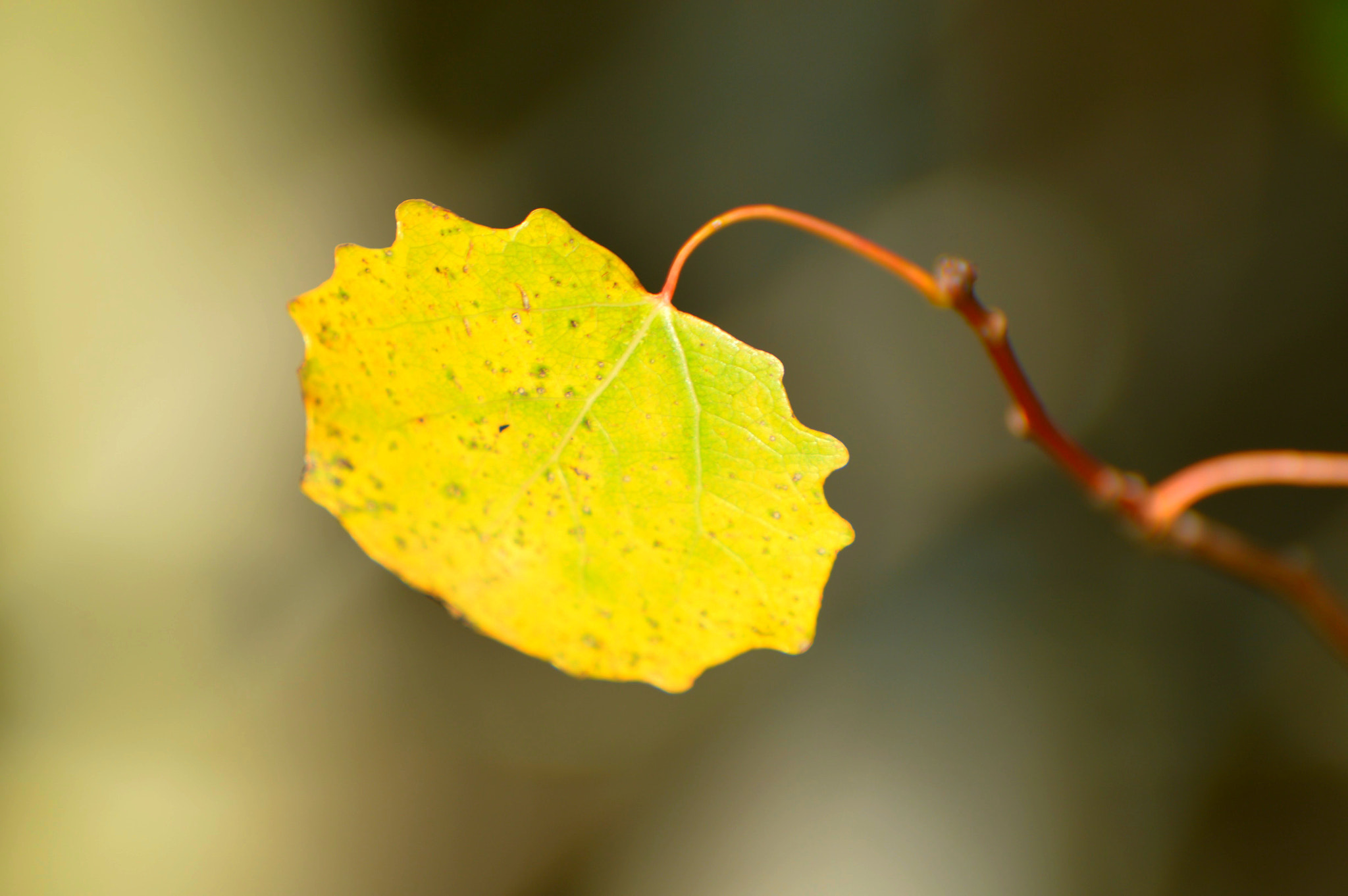 Nikon D3200 sample photo. Autumn on a leaf photography