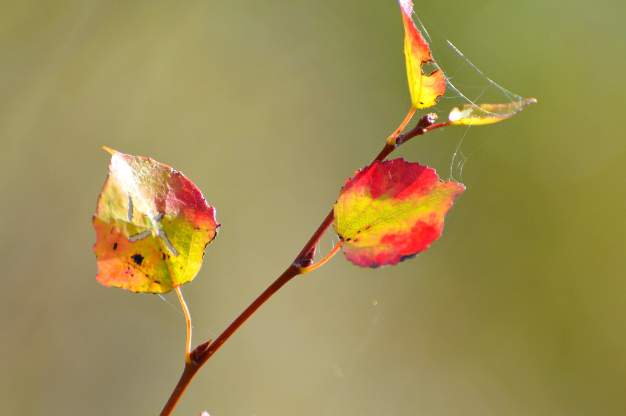 Nikon D3200 sample photo. A cross on a leaf  photography