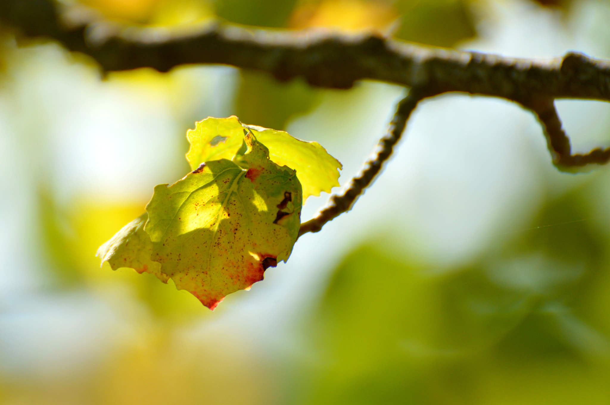 Nikon D3200 sample photo. All green photography