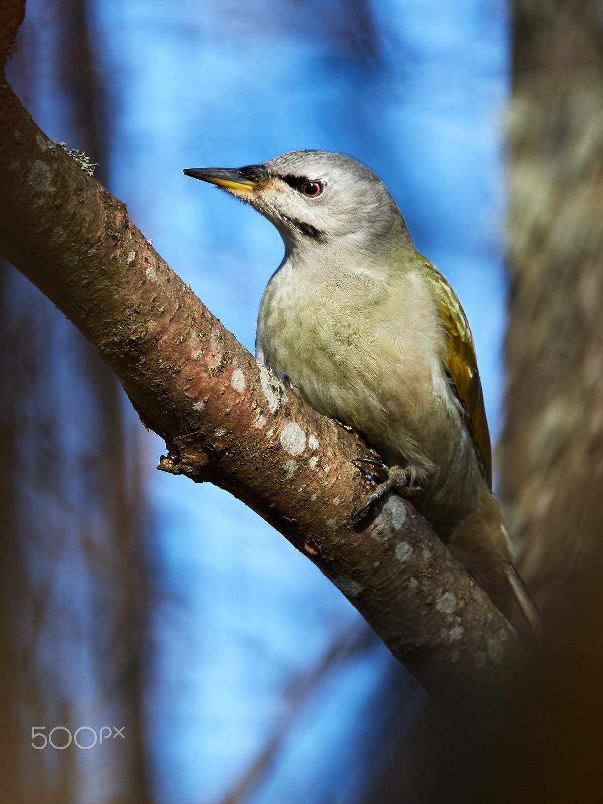 150-600mm F5-6.3 DG OS HSM | Sports 014 sample photo. Grey-headed woodpecker sitting on a tree branch in spring photography