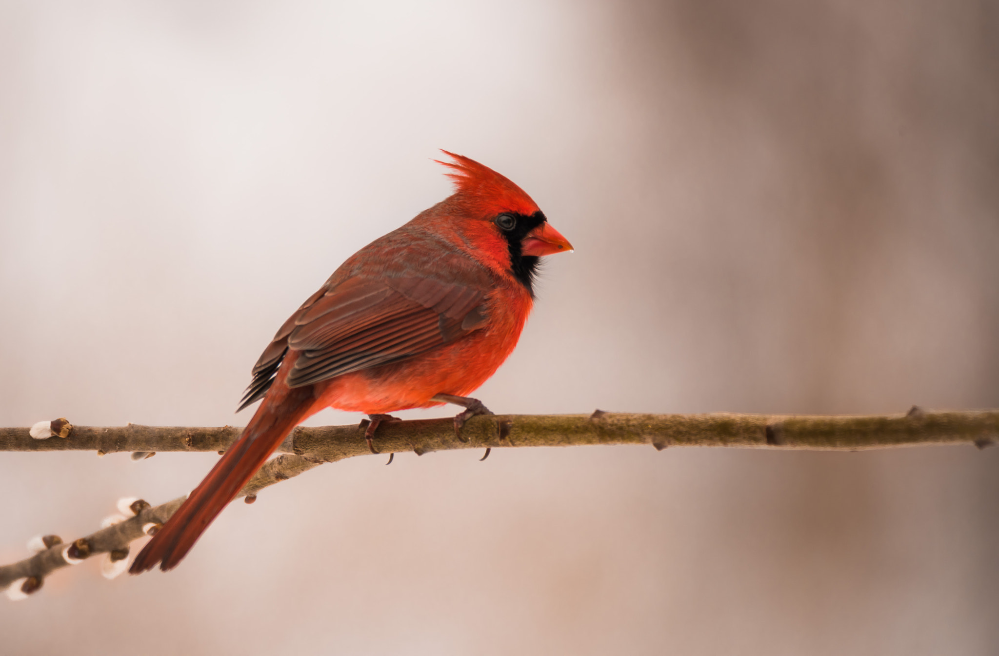 Nikon D810 sample photo. Red cardinal photography