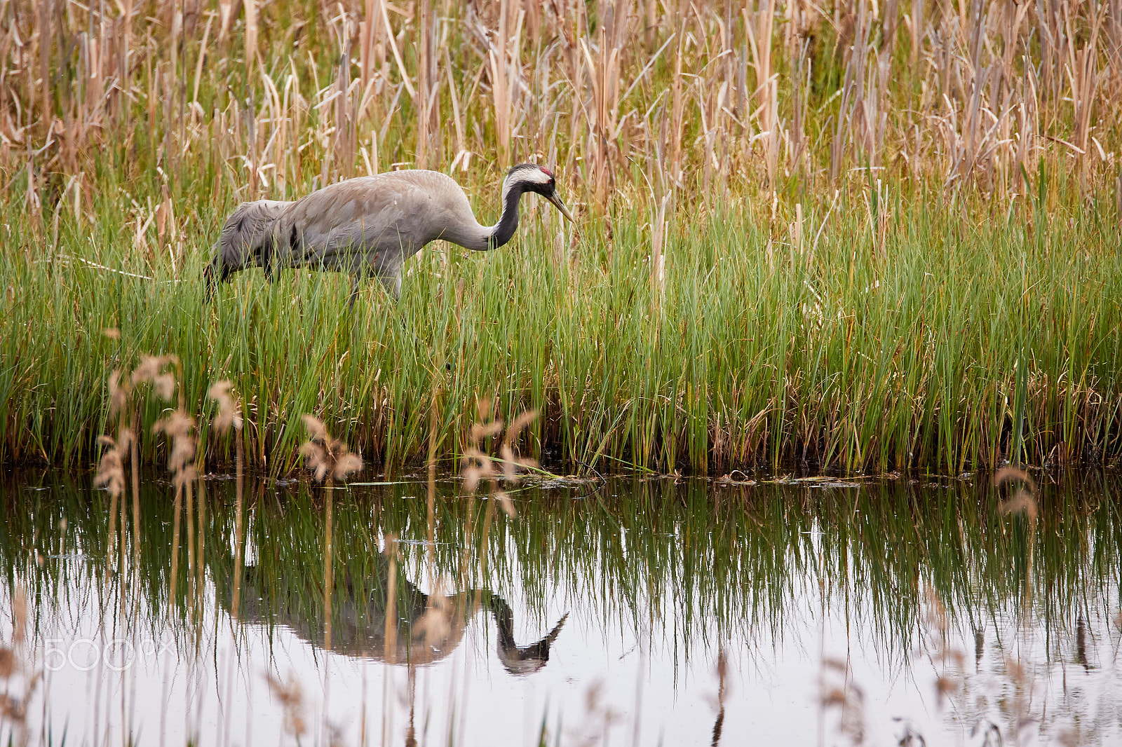 Canon EOS 7D Mark II sample photo. Common crane walking on the shore of a lake in summer photography