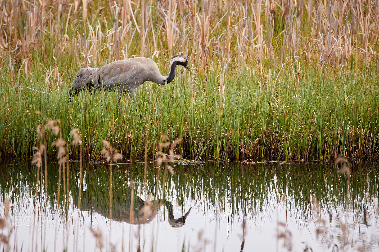 150-600mm F5-6.3 DG OS HSM | Sports 014 sample photo. Common crane walking on the shore of a lake in summer photography