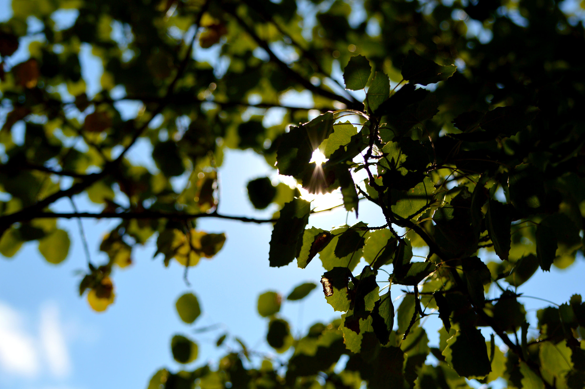 Nikon D3200 sample photo. So many leaf's photography