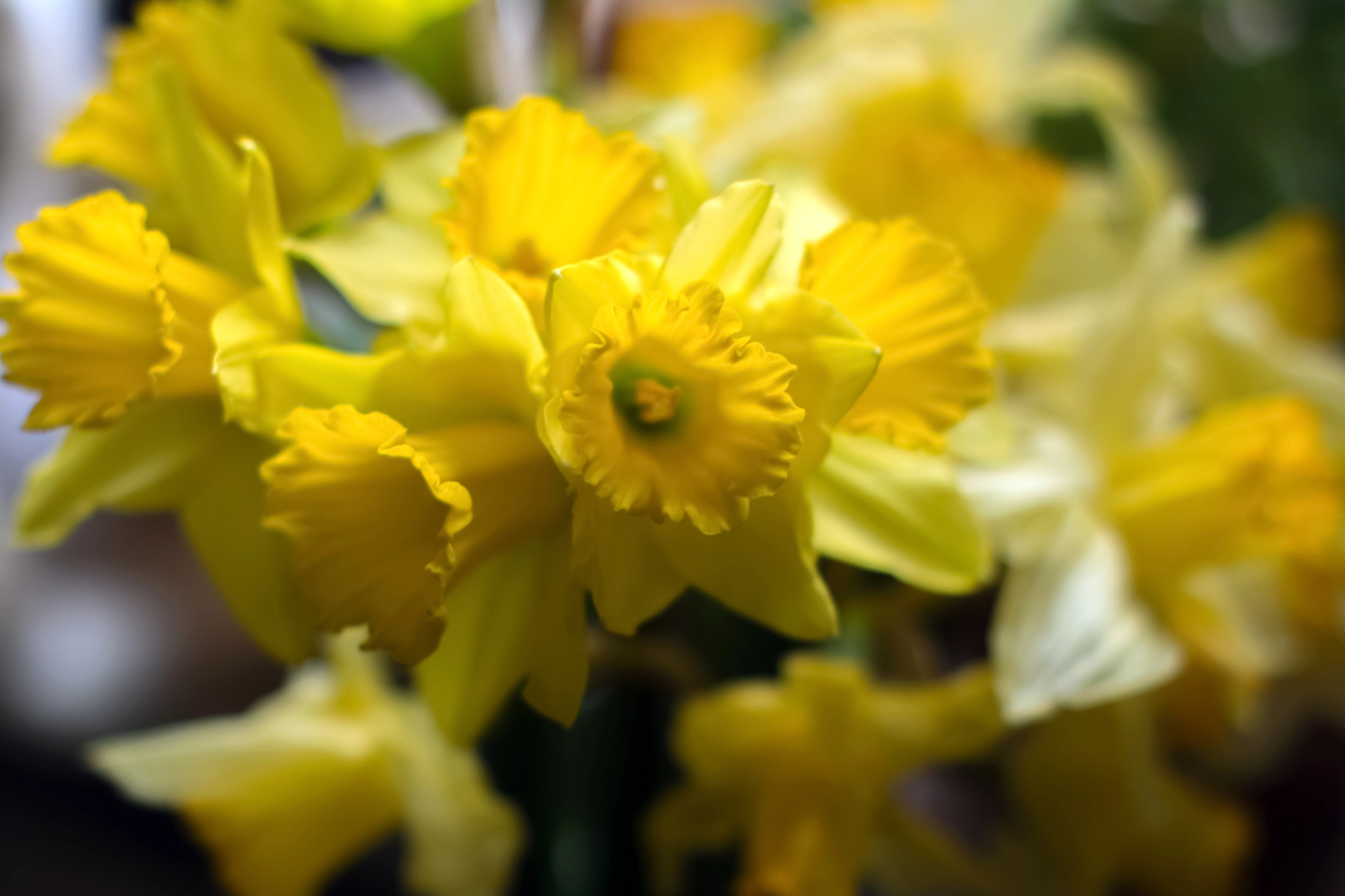 Nikon D5200 + Nikon AF-S Nikkor 50mm F1.4G sample photo. Daffodils from an other view photography
