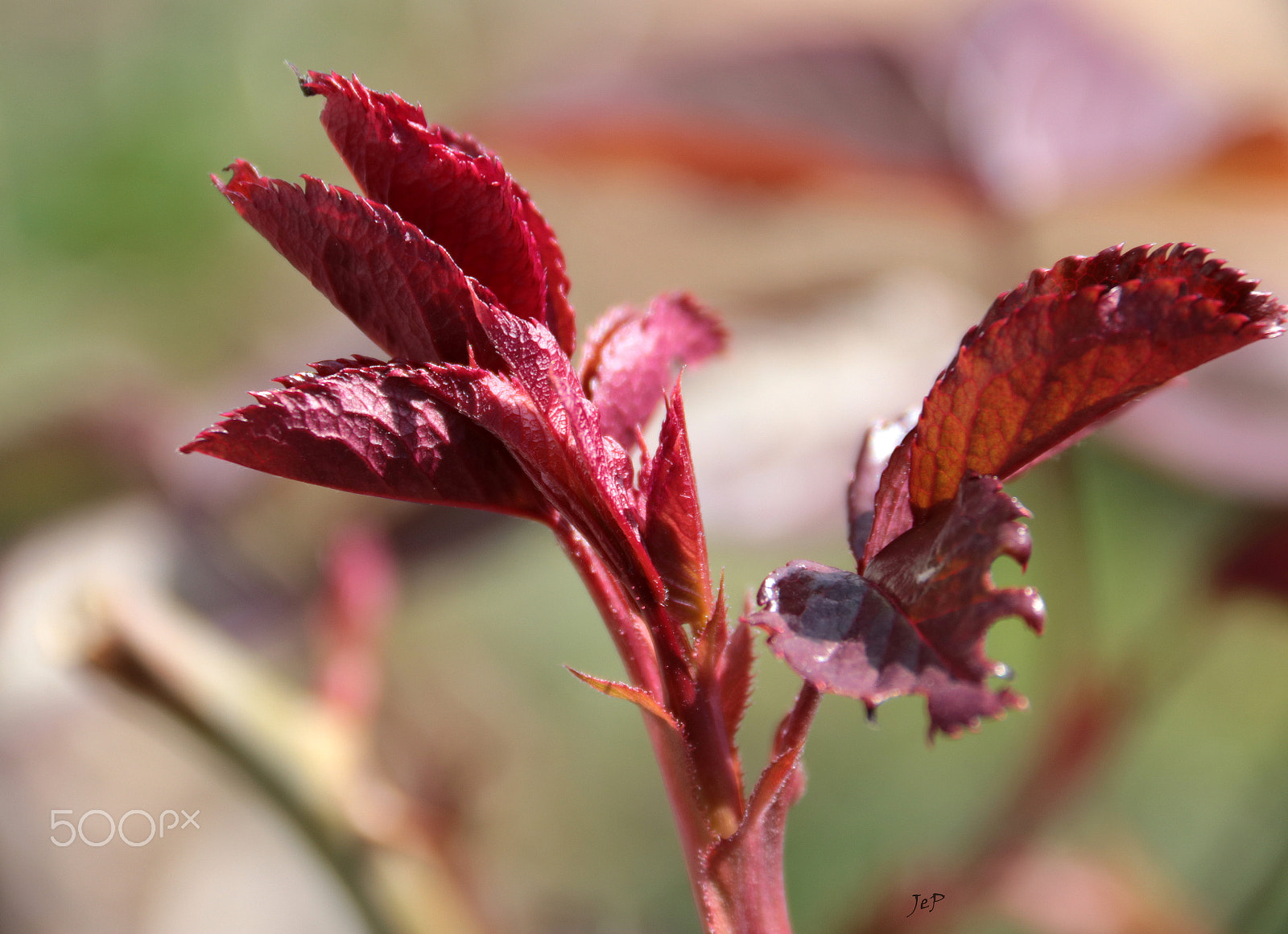 Canon EOS 760D (EOS Rebel T6s / EOS 8000D) sample photo. Rose in spring photography