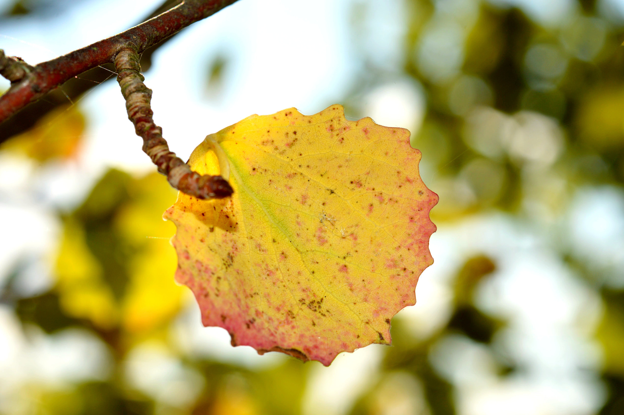 Nikon AF-S Micro-Nikkor 60mm F2.8G ED sample photo. Red and yellow photography