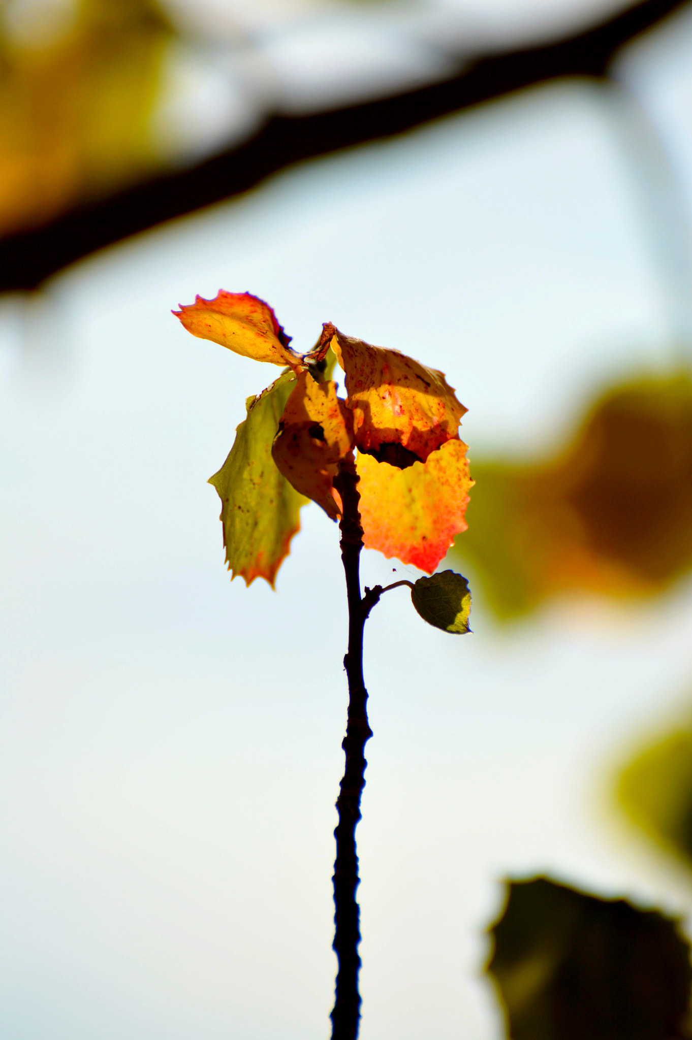 Nikon D3200 sample photo. It's a leaf  photography