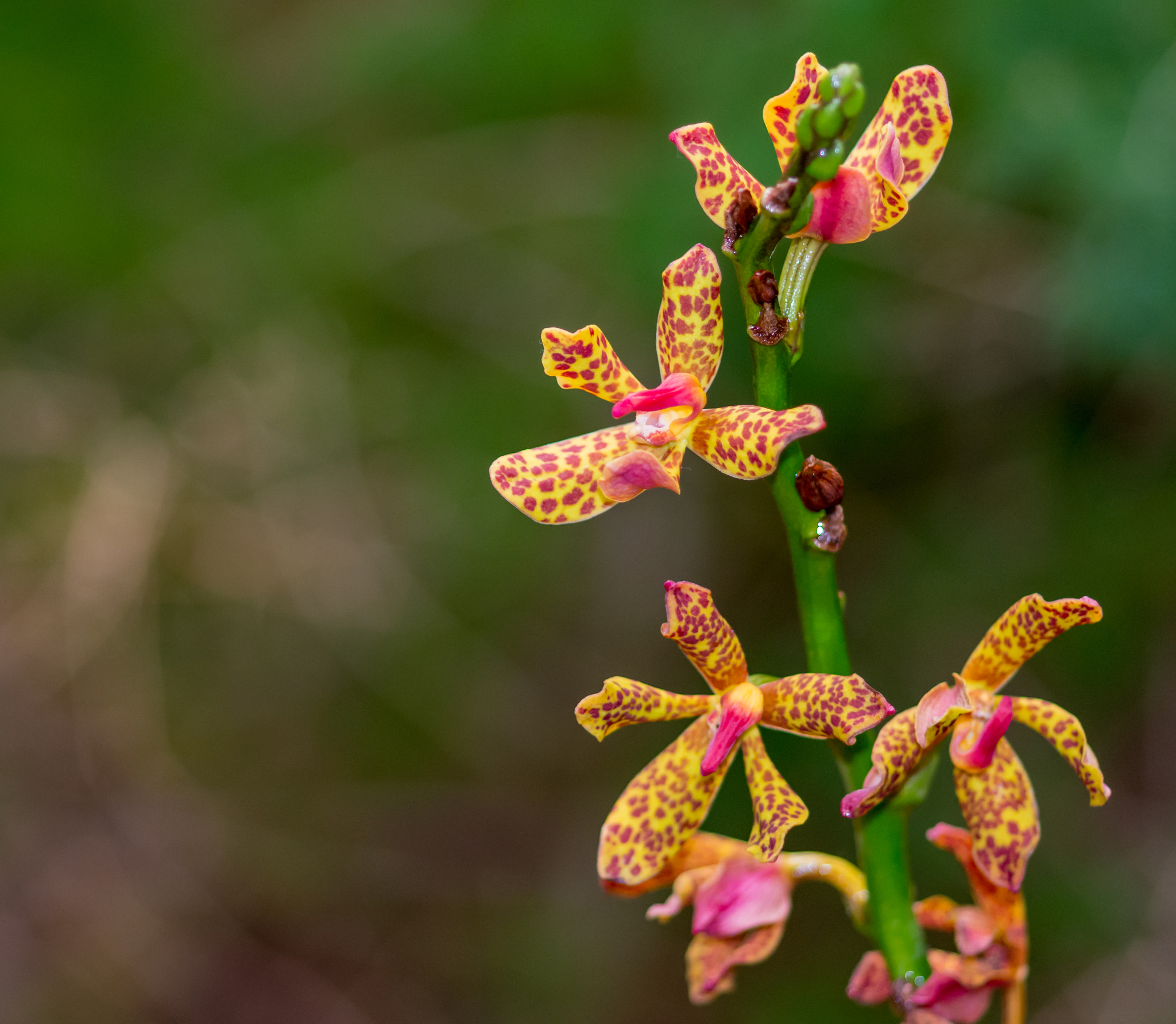 Nikon D7200 + Sigma 105mm F2.8 EX DG Macro sample photo. Yellow with pink orchid photography
