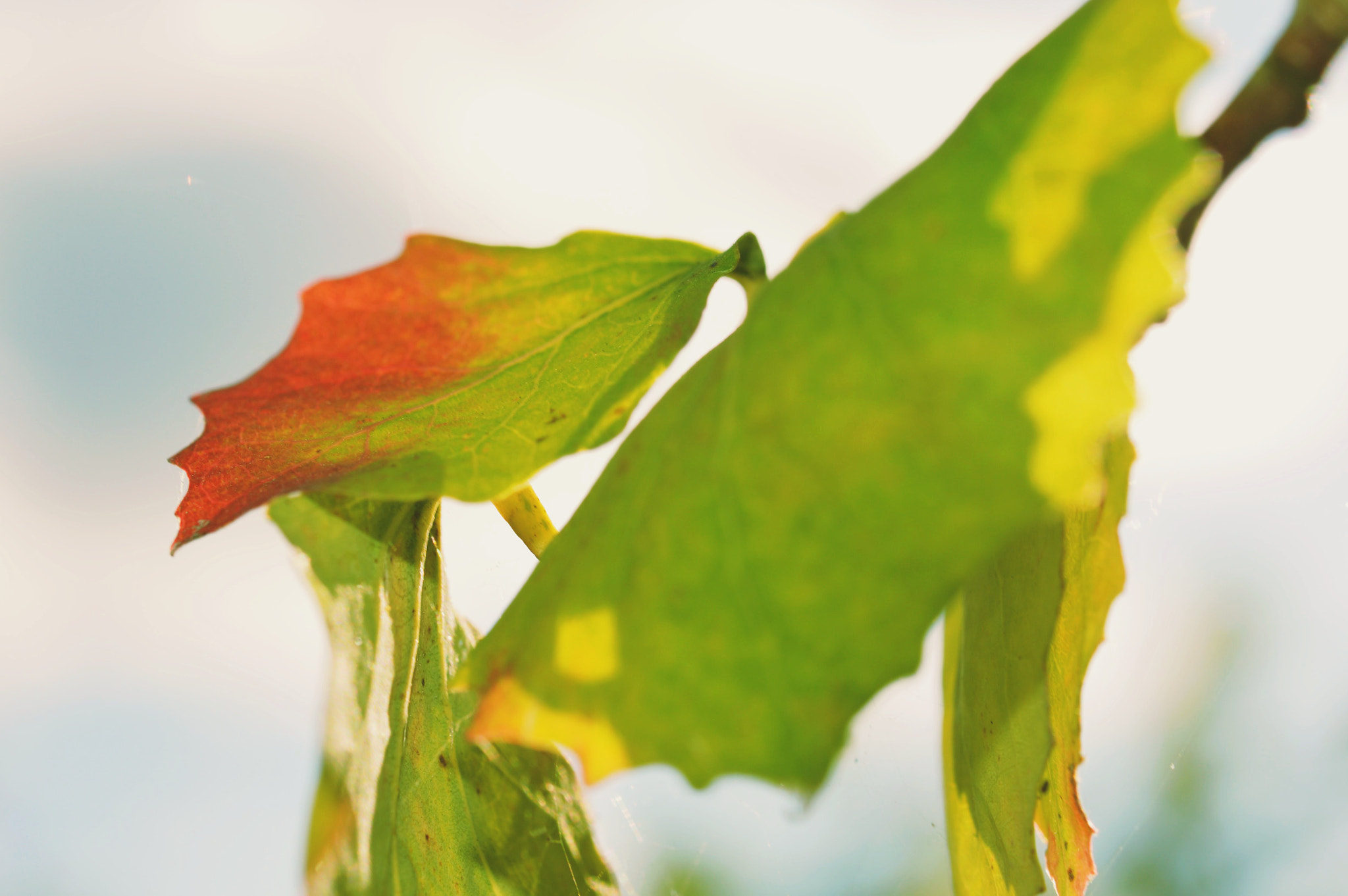 Nikon D3200 + Nikon AF-S Micro-Nikkor 60mm F2.8G ED sample photo. Red and green  photography