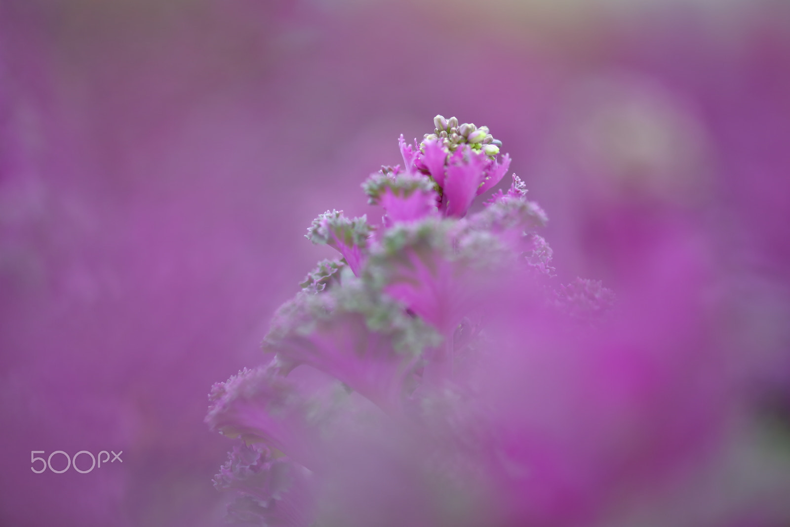 ZEISS Milvus 100mm F2 Macro sample photo. 紫色的菜花 photography