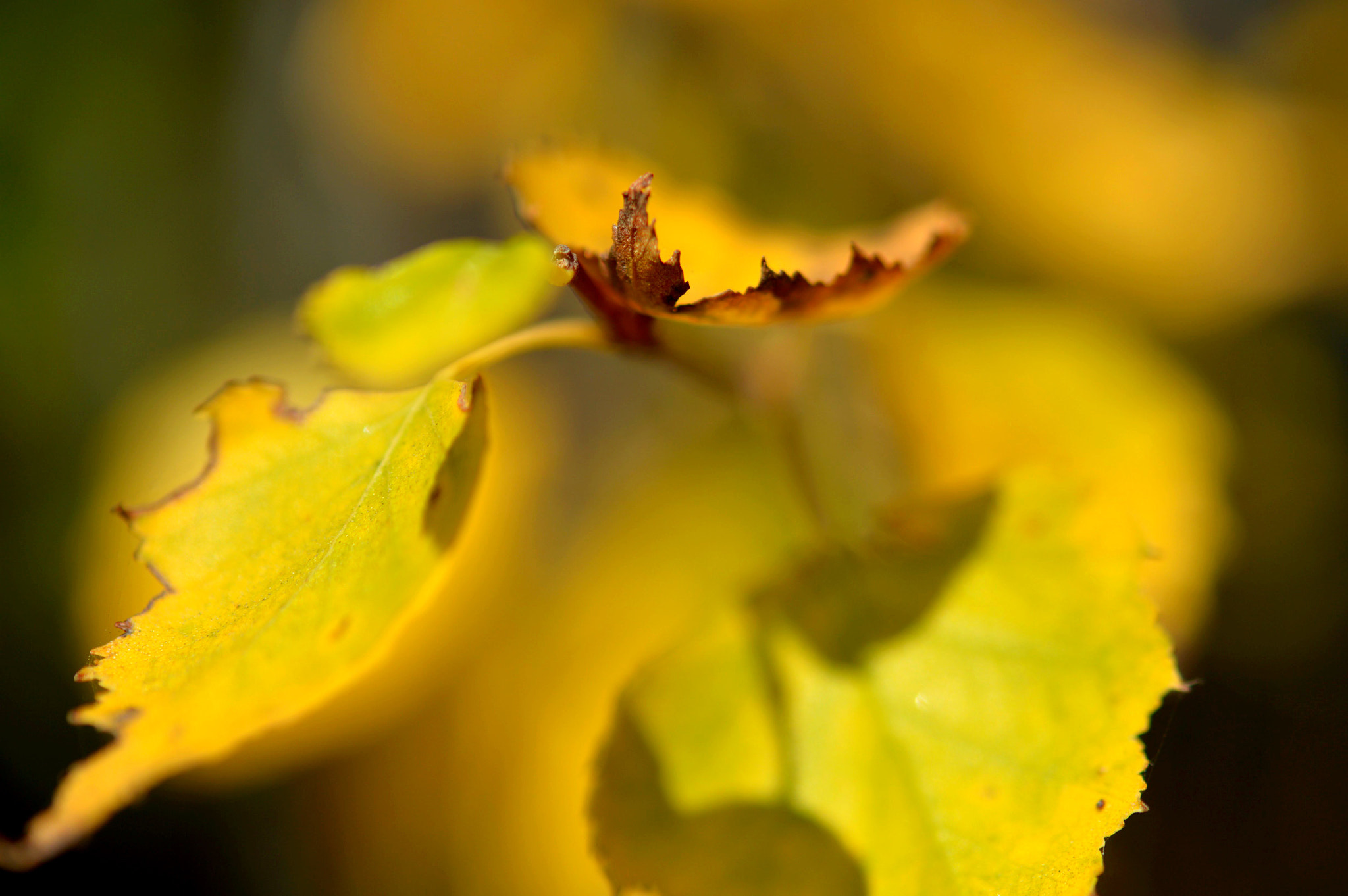 Nikon AF-S Micro-Nikkor 60mm F2.8G ED sample photo. Thin and shiny  photography