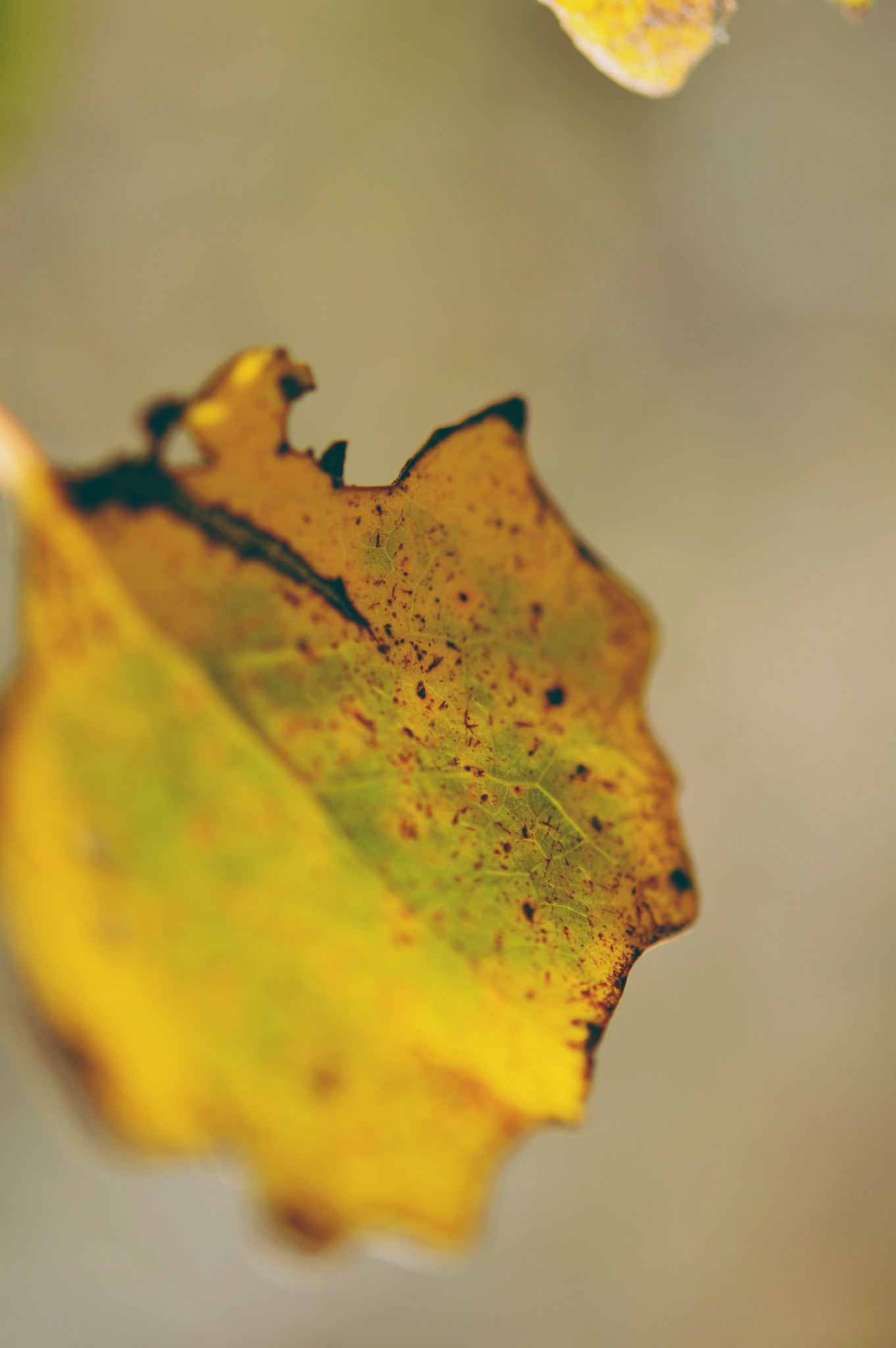 Nikon AF-S Micro-Nikkor 60mm F2.8G ED sample photo. Leaf's photography