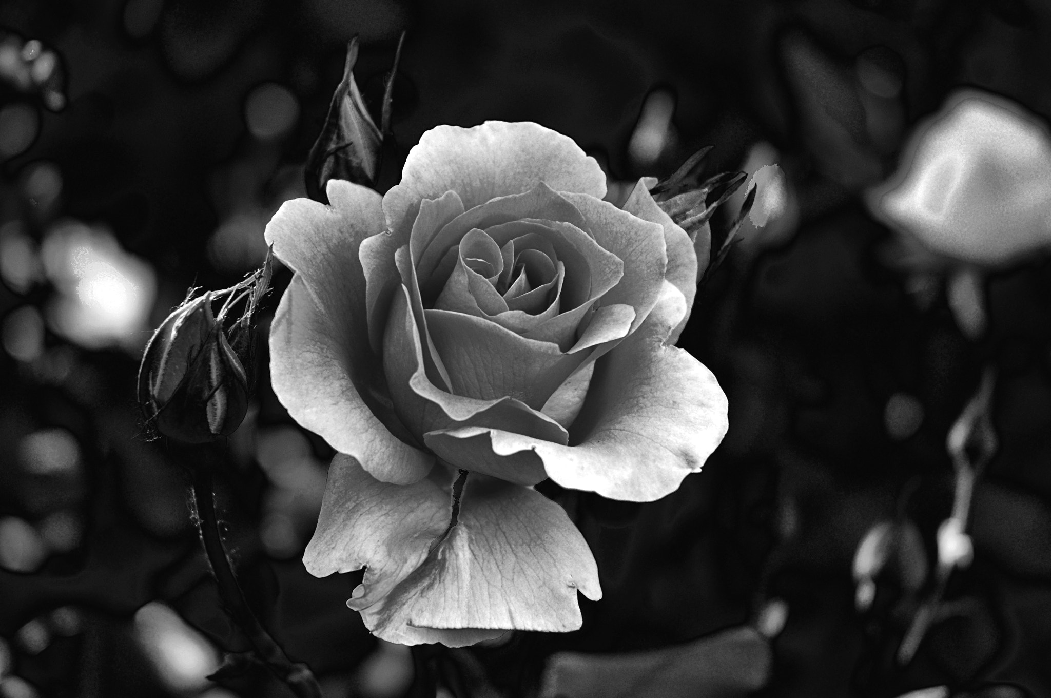 Nikon D90 sample photo. Роза photography