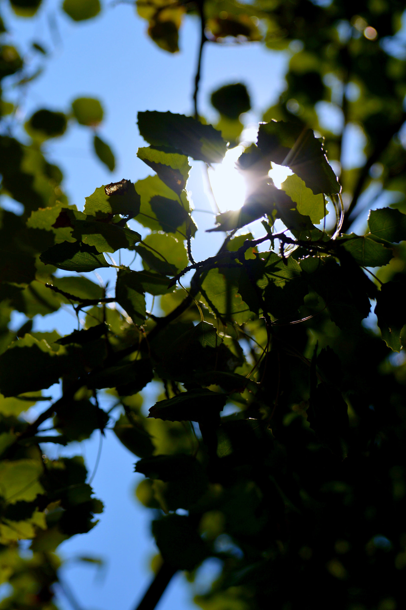 Nikon D3200 sample photo. Sunshine through leaf's photography