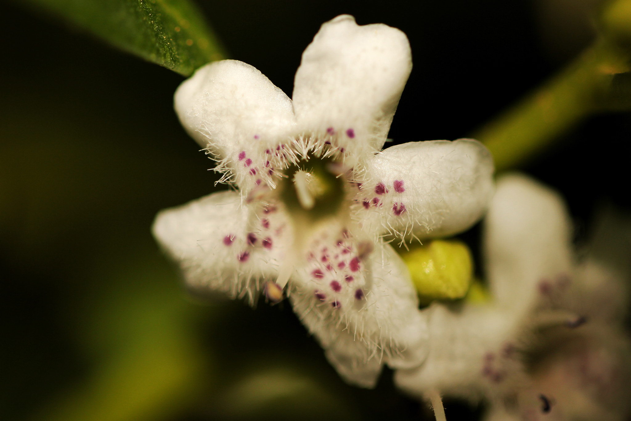 Canon EF 100mm F2.8L Macro IS USM sample photo. Flower photography