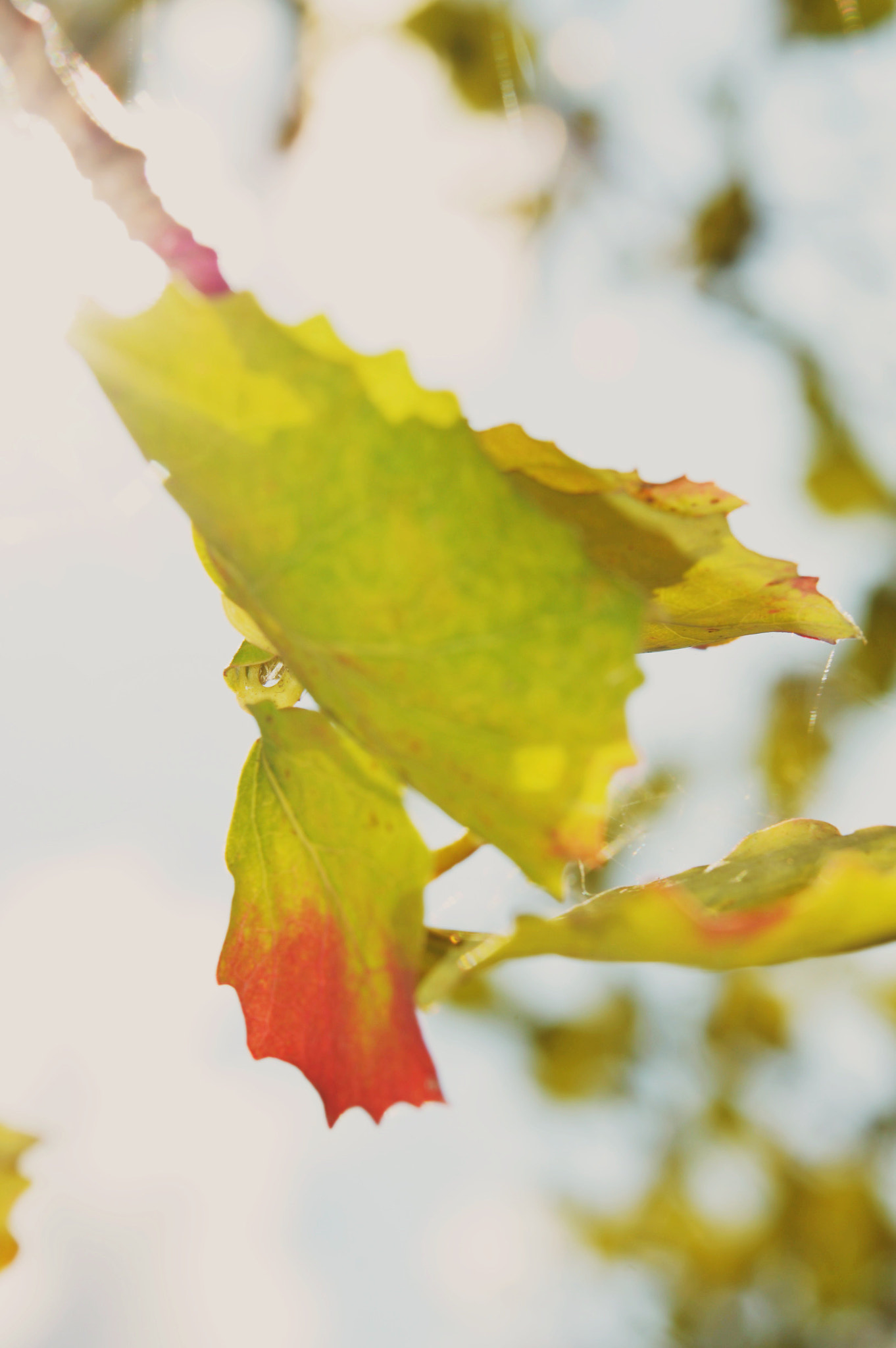 Nikon AF-S Micro-Nikkor 60mm F2.8G ED sample photo. Fall  photography